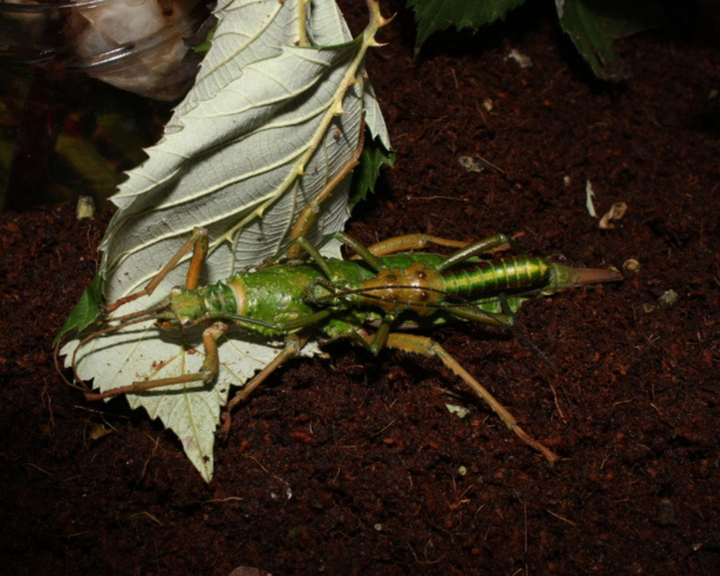 Fásmido - Mearnsiana bullosa
