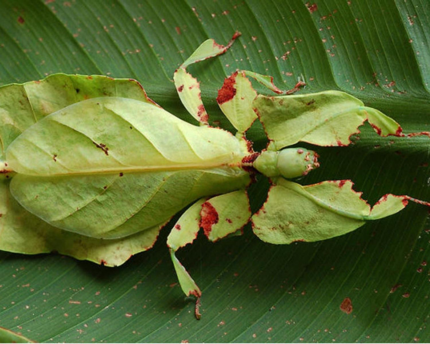 Fásmidos hoja gigante - Phyllium giganteum