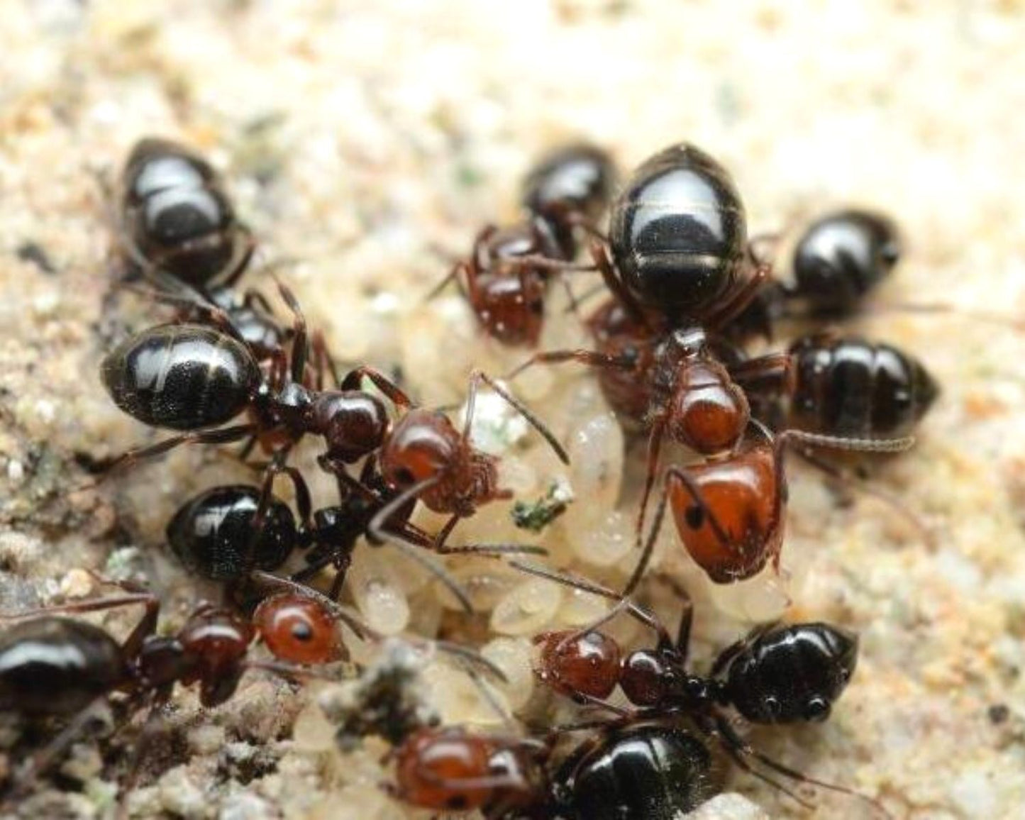 Vente fourmis Camponotus lateralis