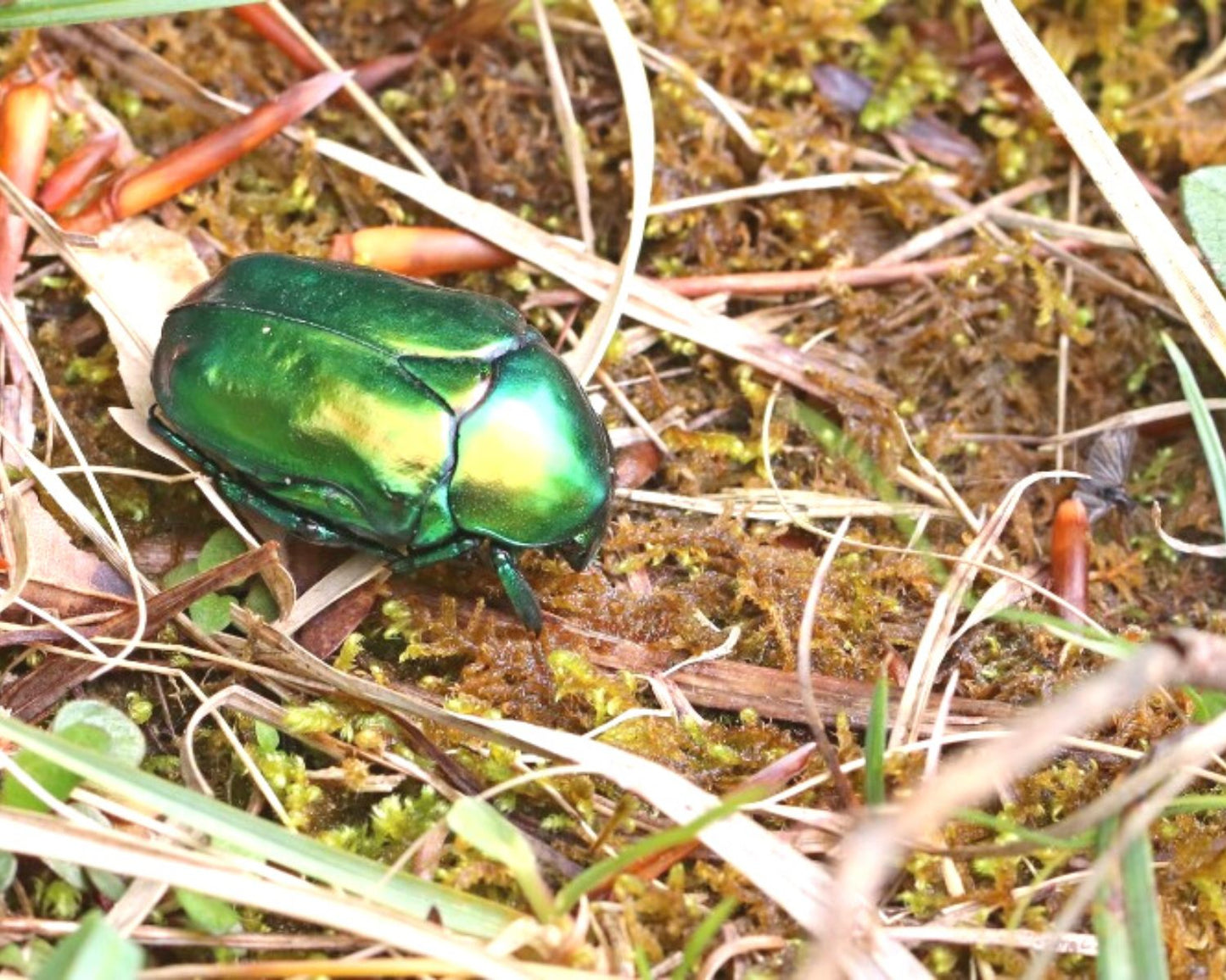 Cetoína - Cetonischema Aeruginosa