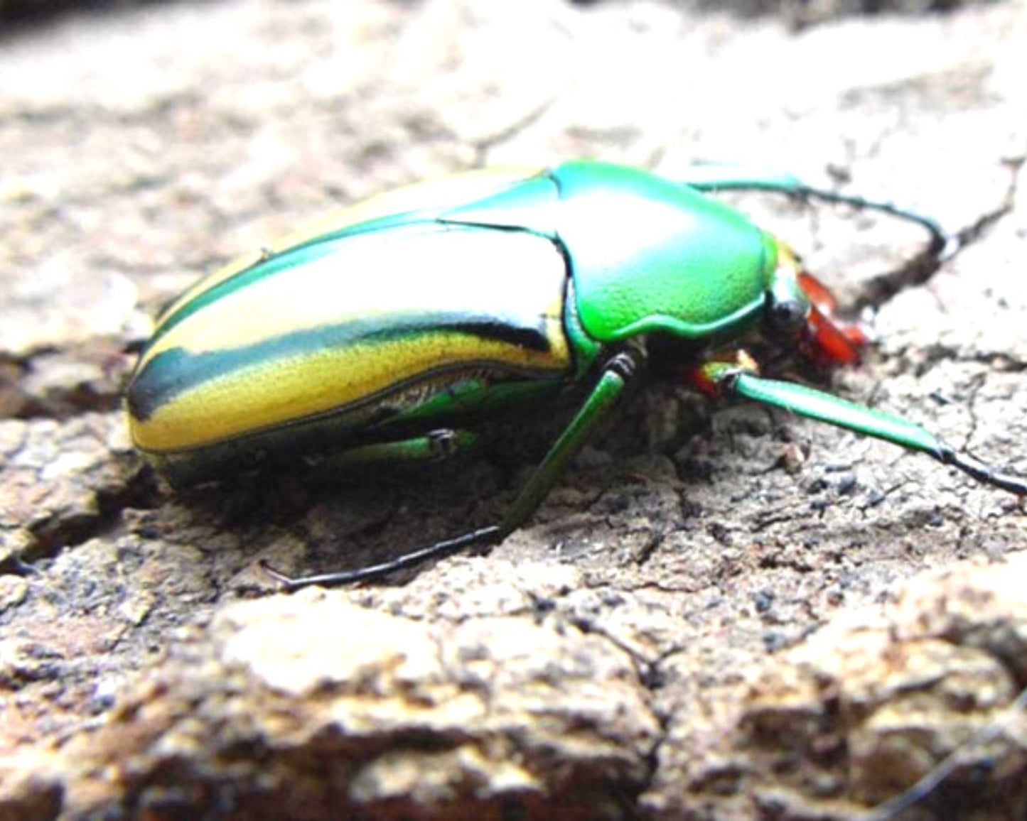 Cetoína - Coelorhina hornimani