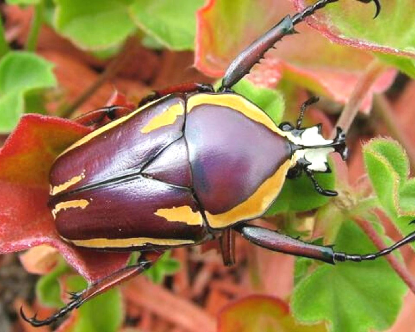 Escarabajo - Dicronorhina conradsi