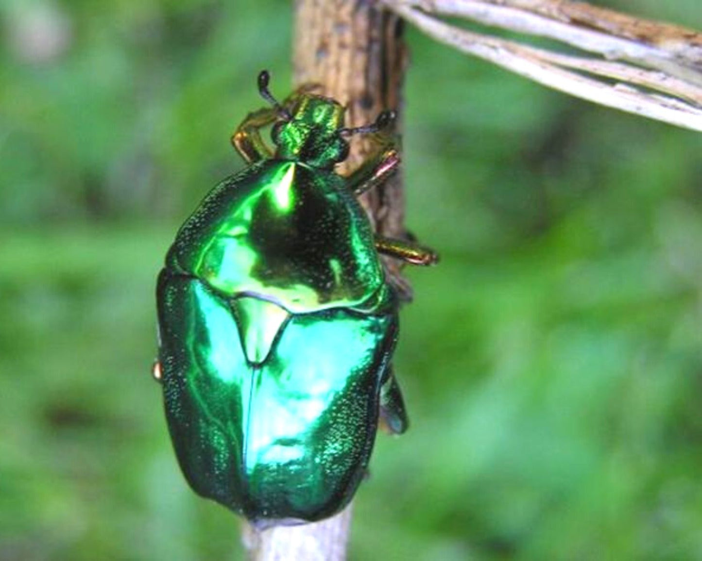 Cetoína - Protaetia Himalayana