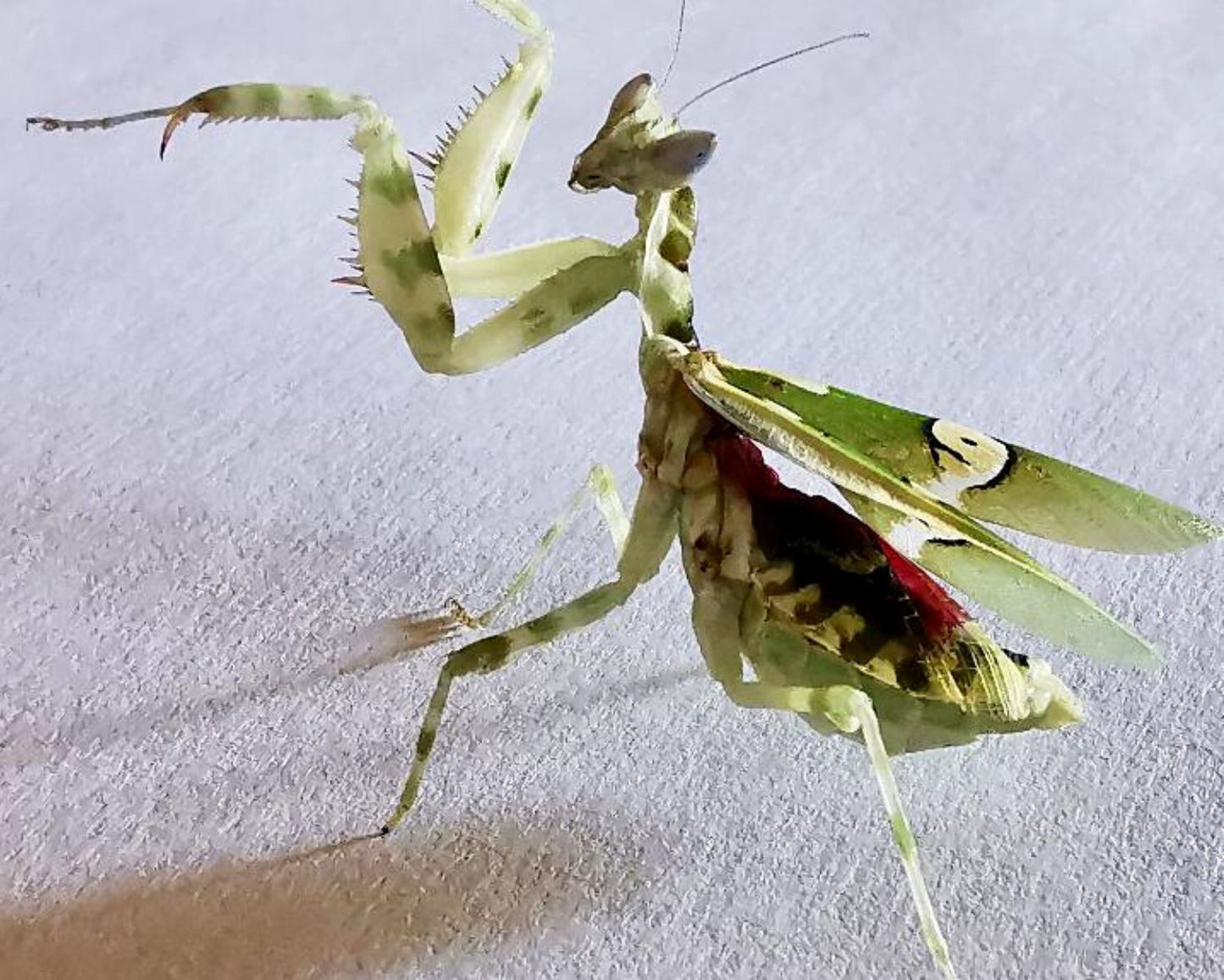 Mantis hoja - Creobroter gemmatus