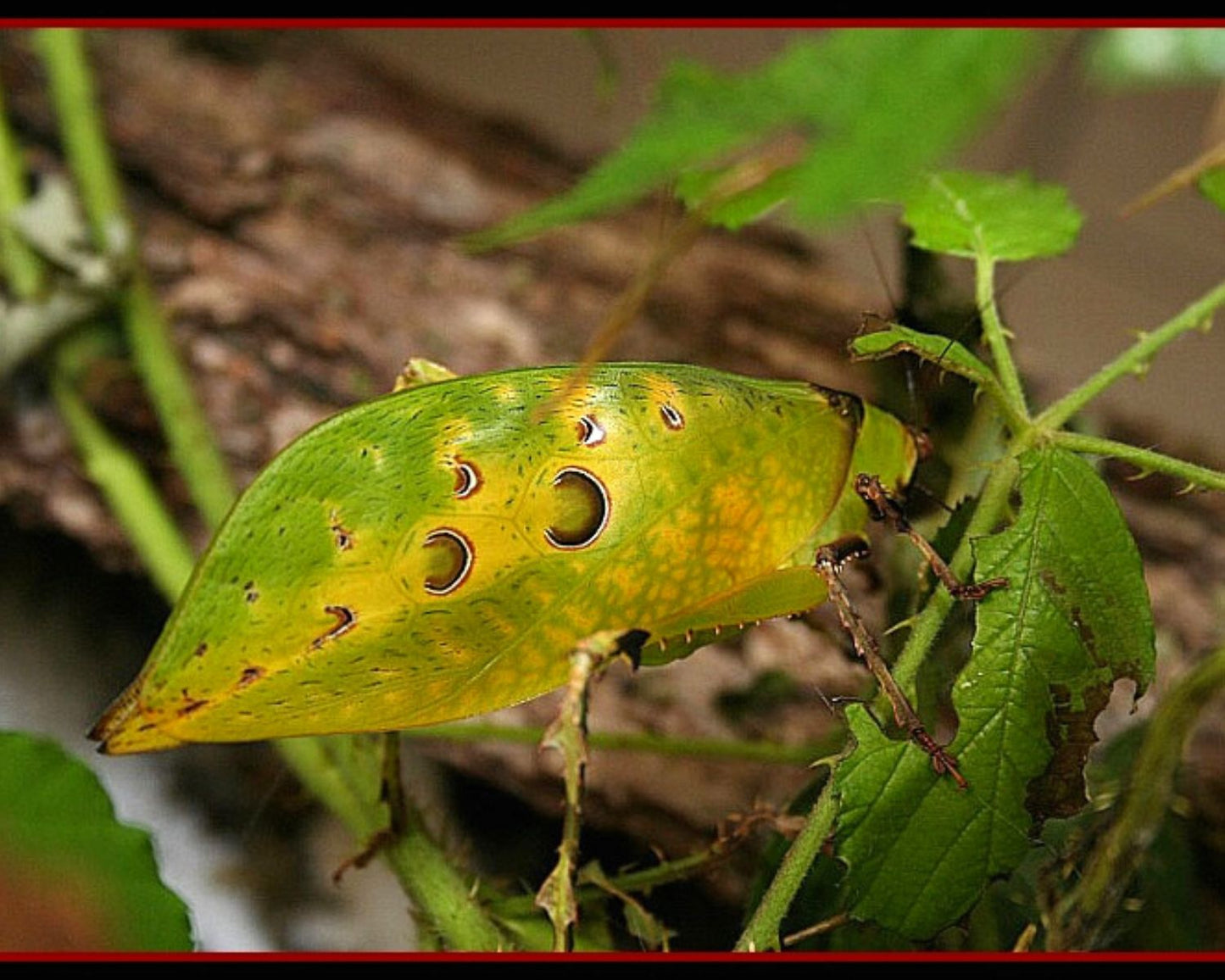 Grillo - Ancylecha fenestrata