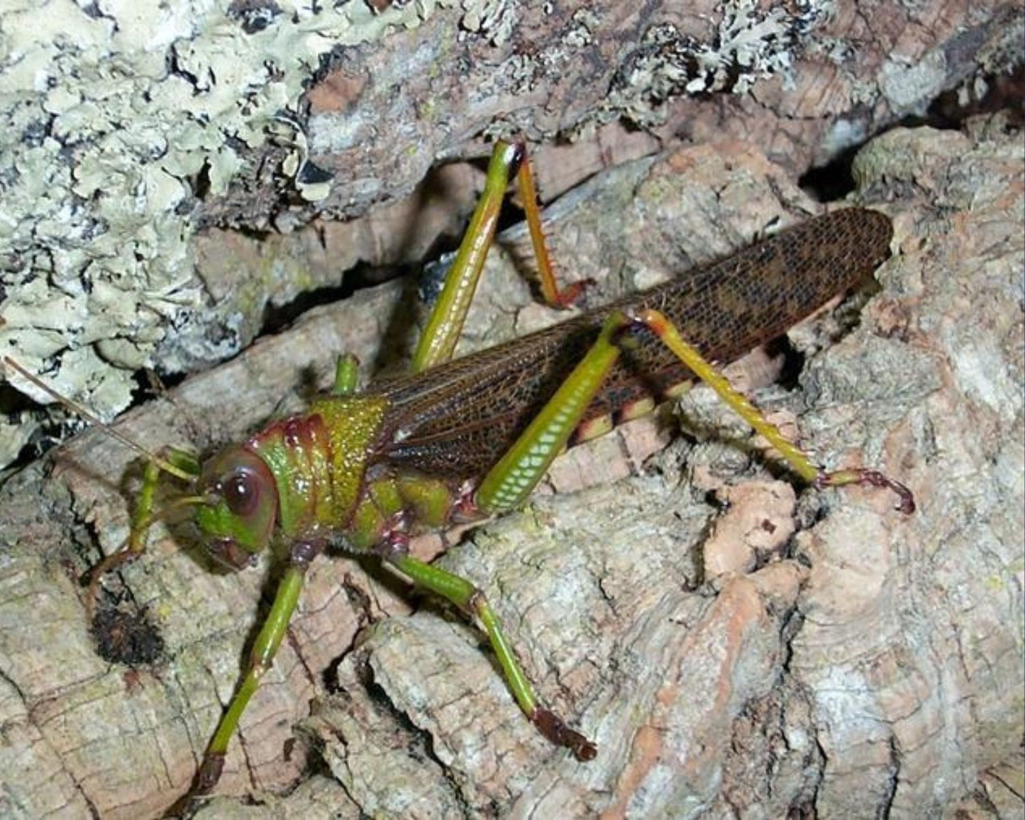 Grillo - Tropidacris collaris