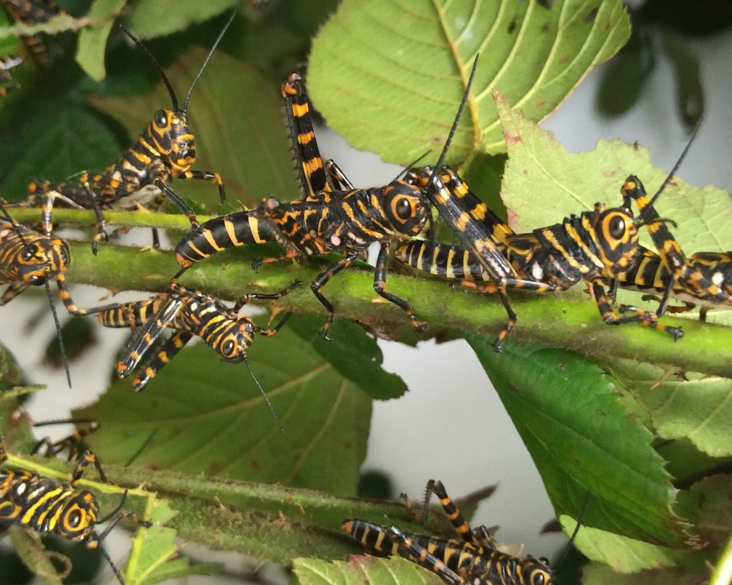 Grillo - Tropidacris cristata