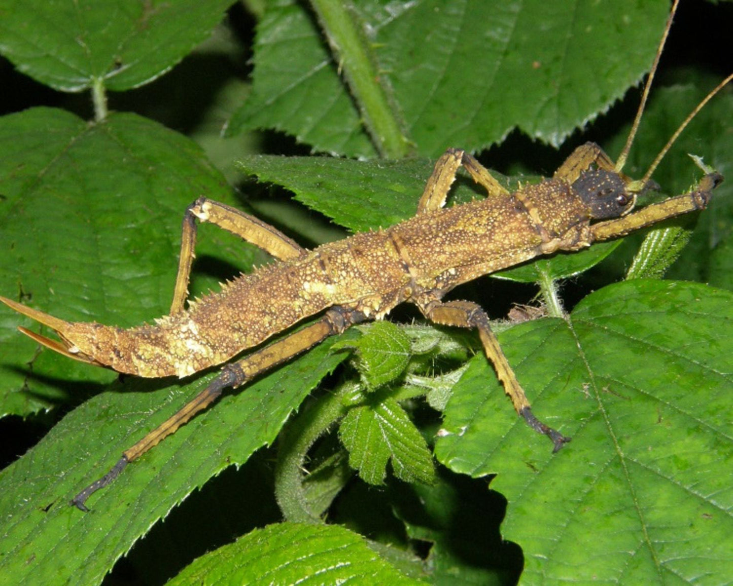 Fásmido - Eurycantha insularis (coriacea)
