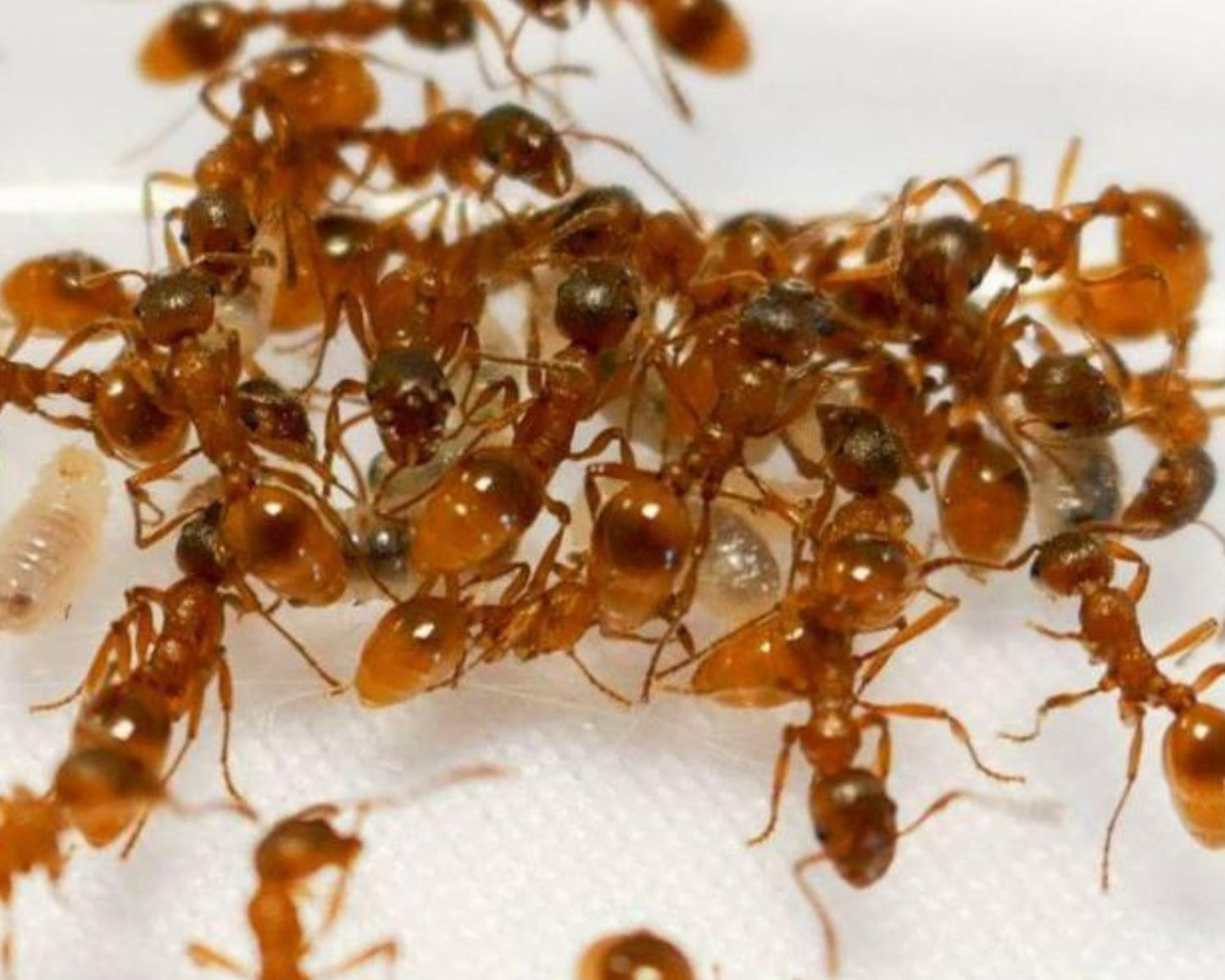 Colonie fourmis Myrmica rubra