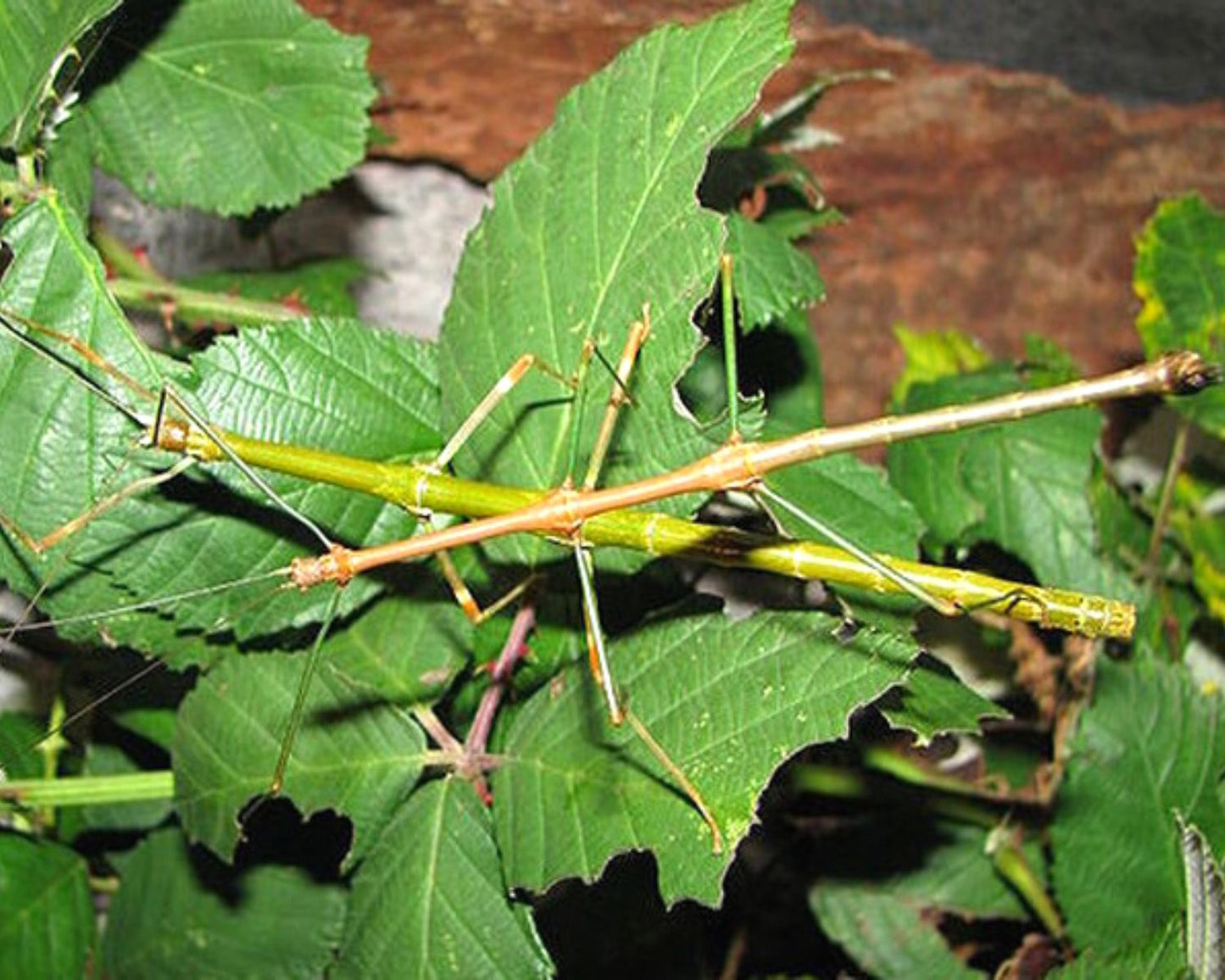 Fásmido - Lonchodiodes samarensis