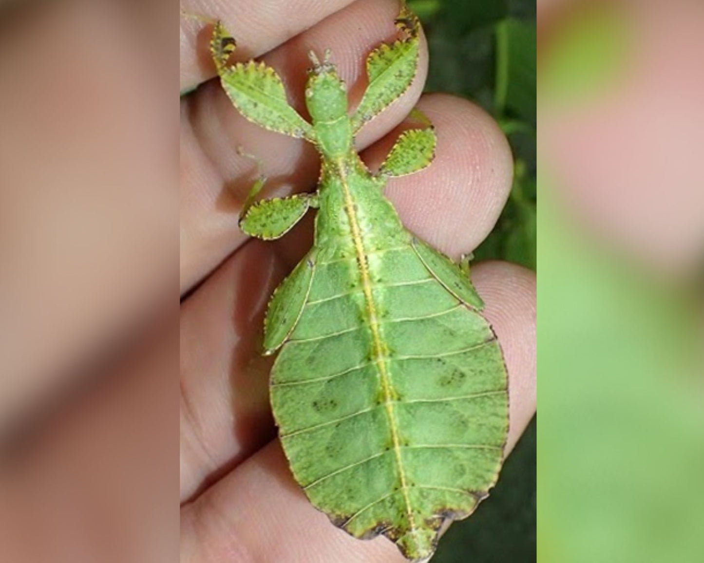 Fásmido hoja - Phyllium Tobeloense