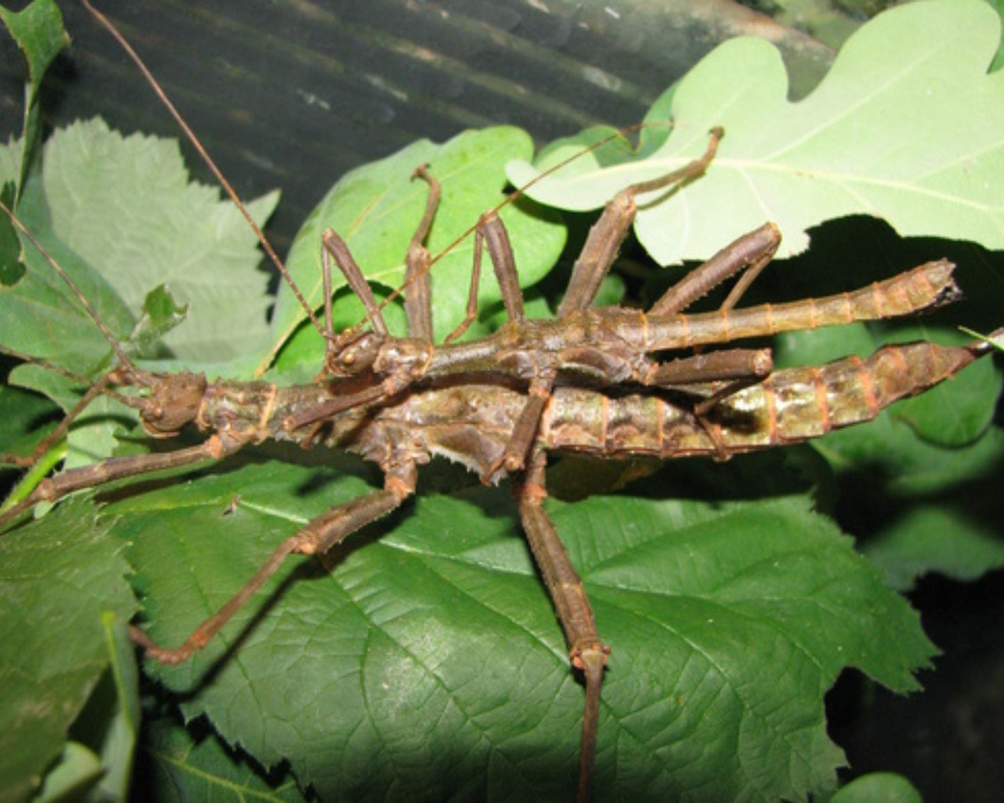 Fásmido  - Trachyaretaon carmelae