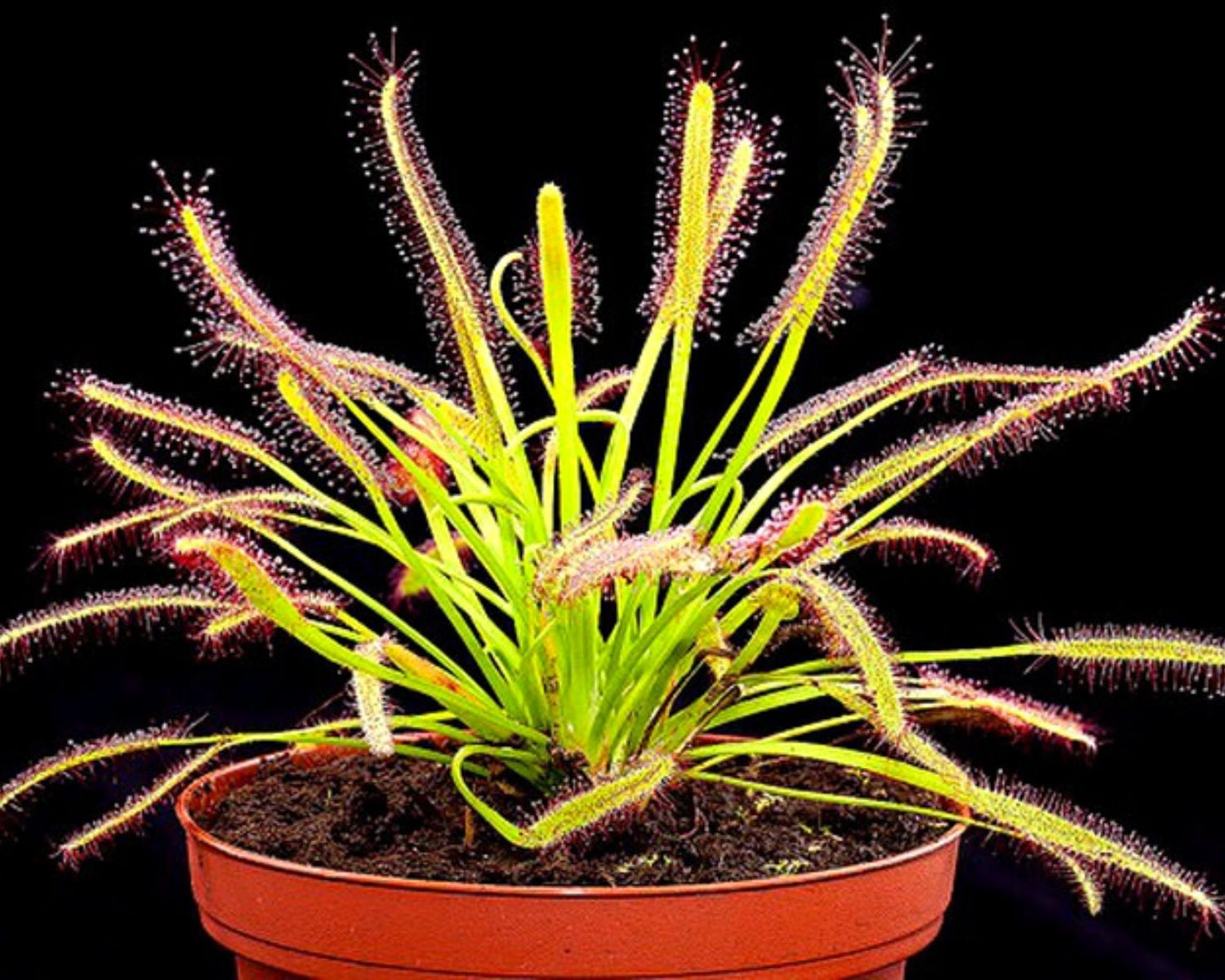 Planta carnívora - Kit de corte