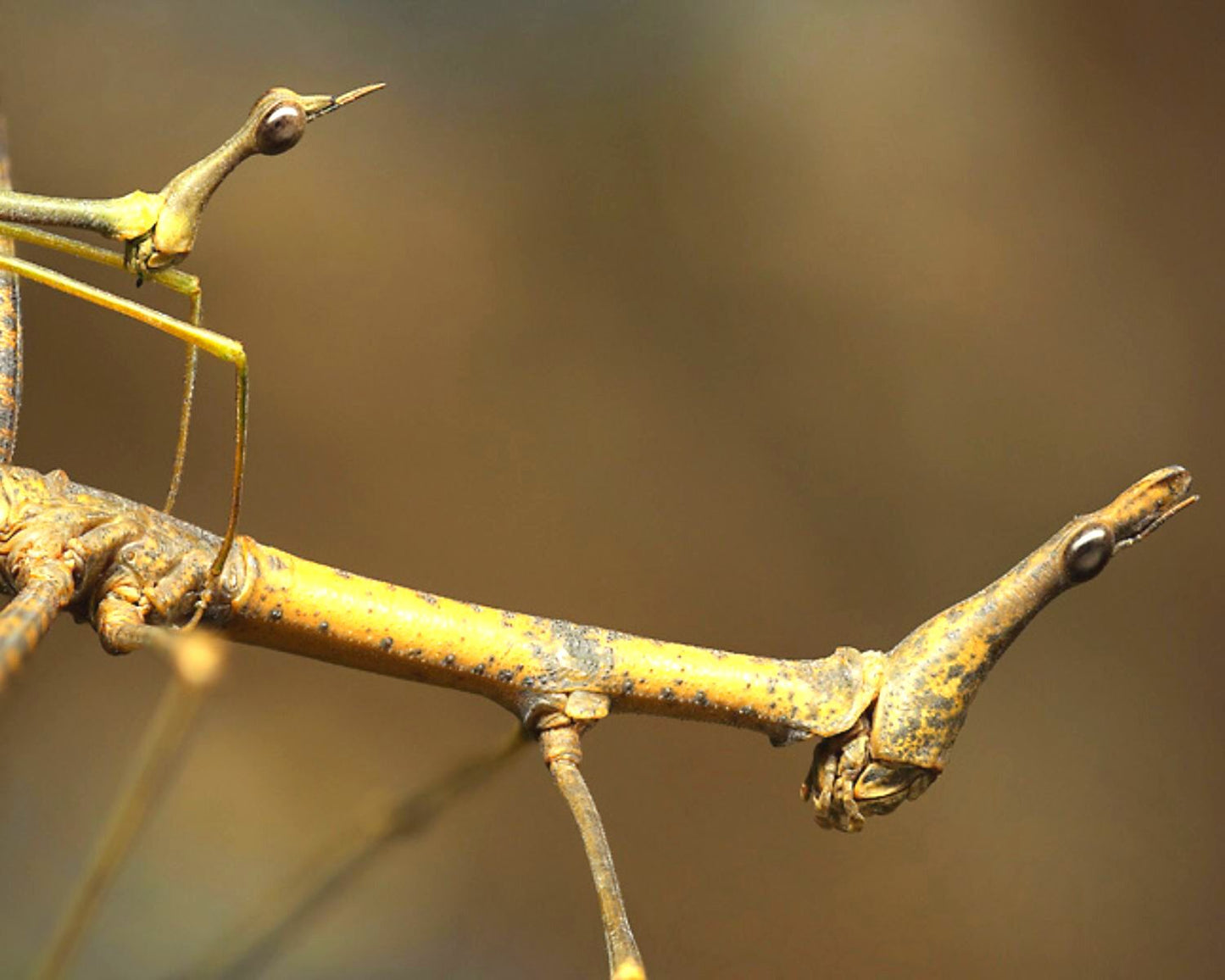 Pseudoproscopia latirostris - Grillo/Fasmido