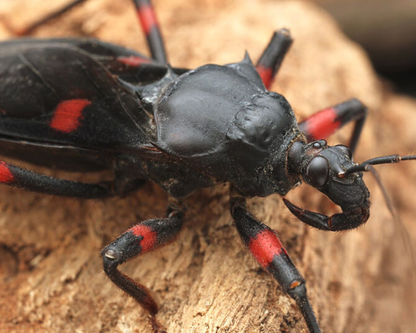 Redúvidos - Platymeris laevicollis