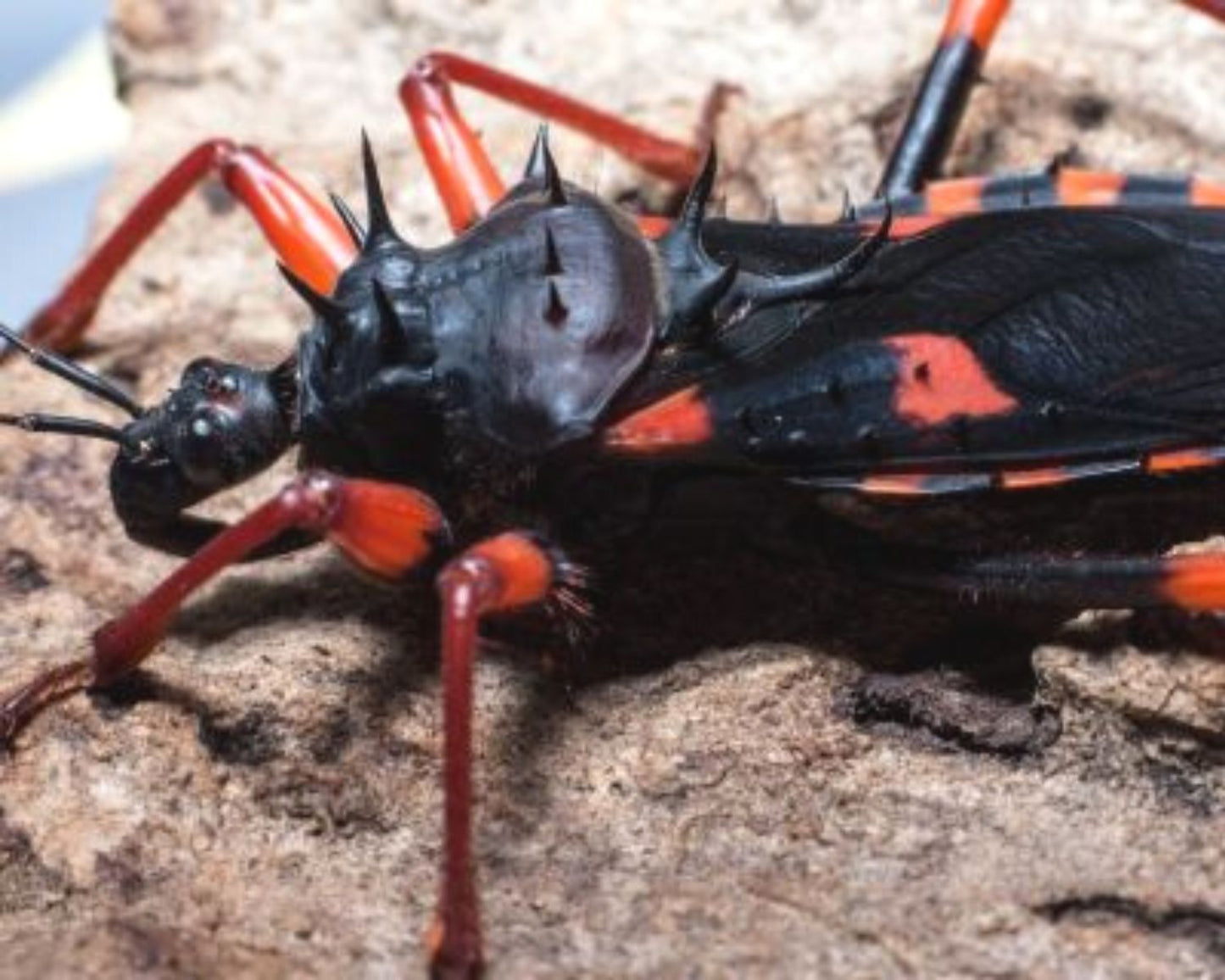 Redúvidos - Psytalla Horrida