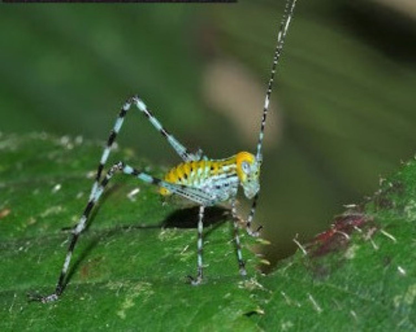 Saltamontes - Stilpnochlora couloniana