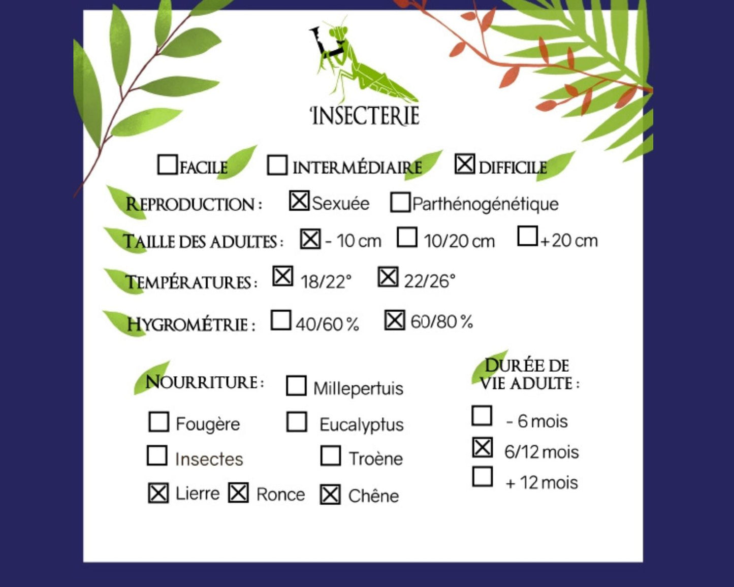 Fásmido - Aretaon sp (Palawan)