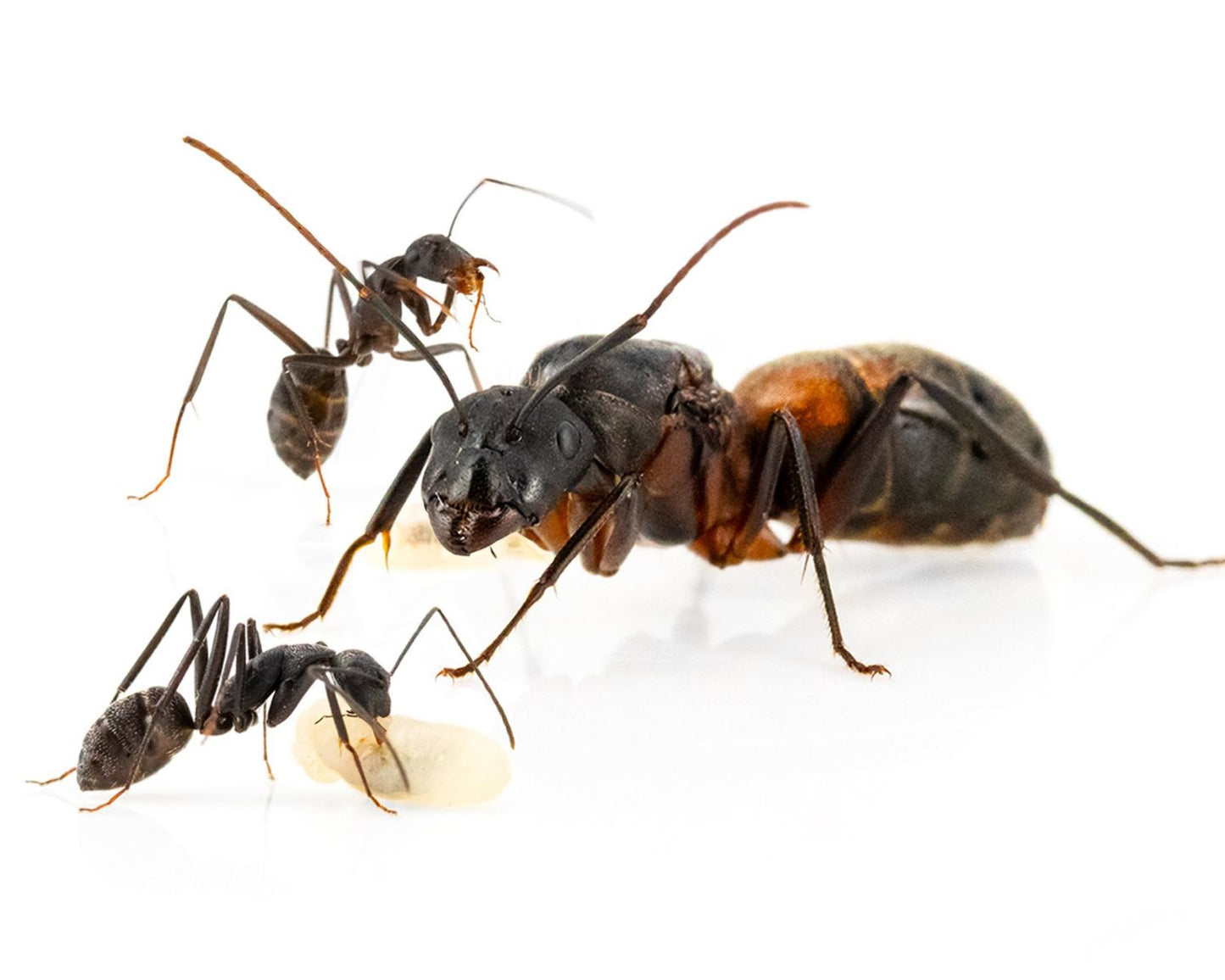 Camponotus cruentatus en vente