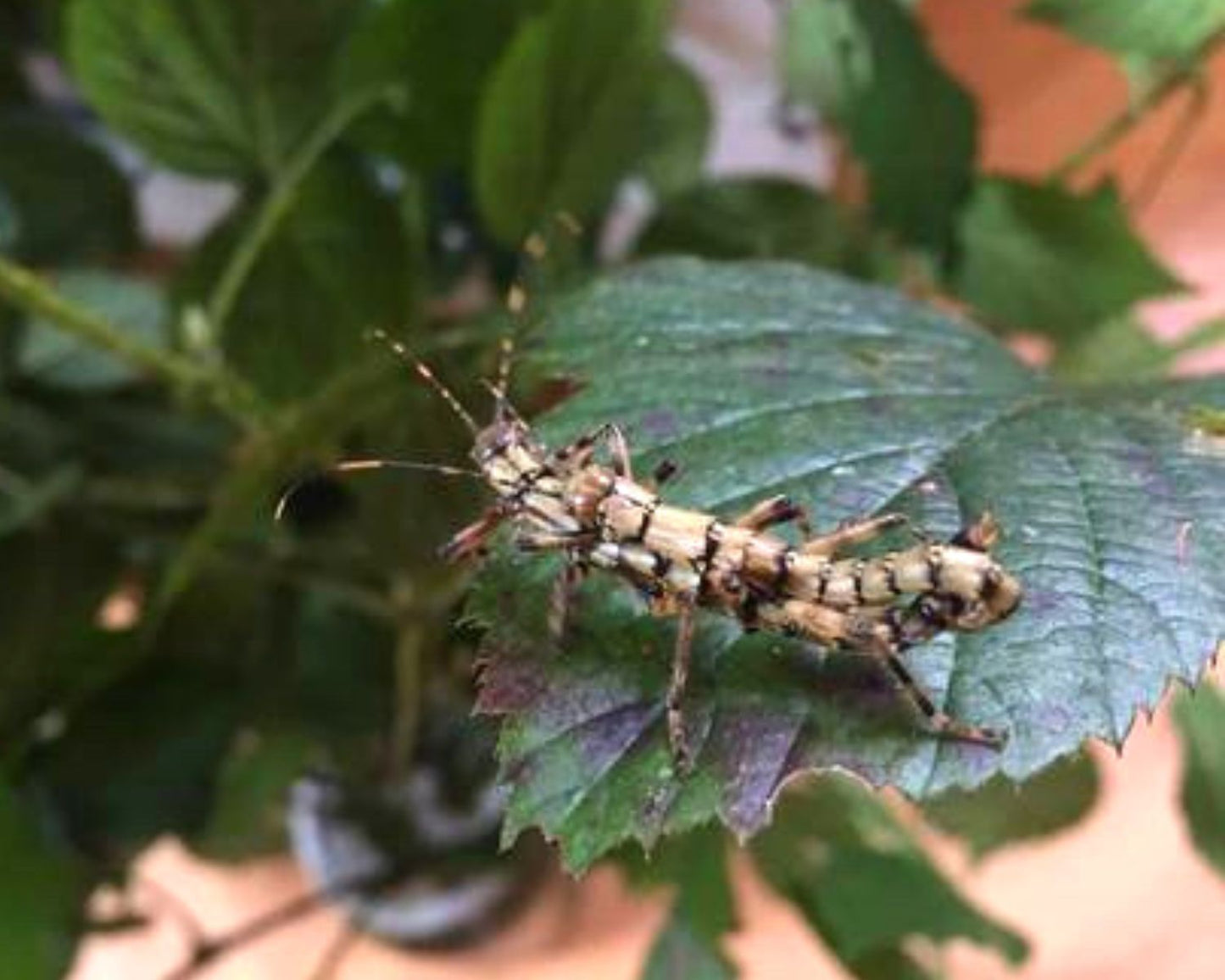 Fásmidos - Dajaca Napolovi