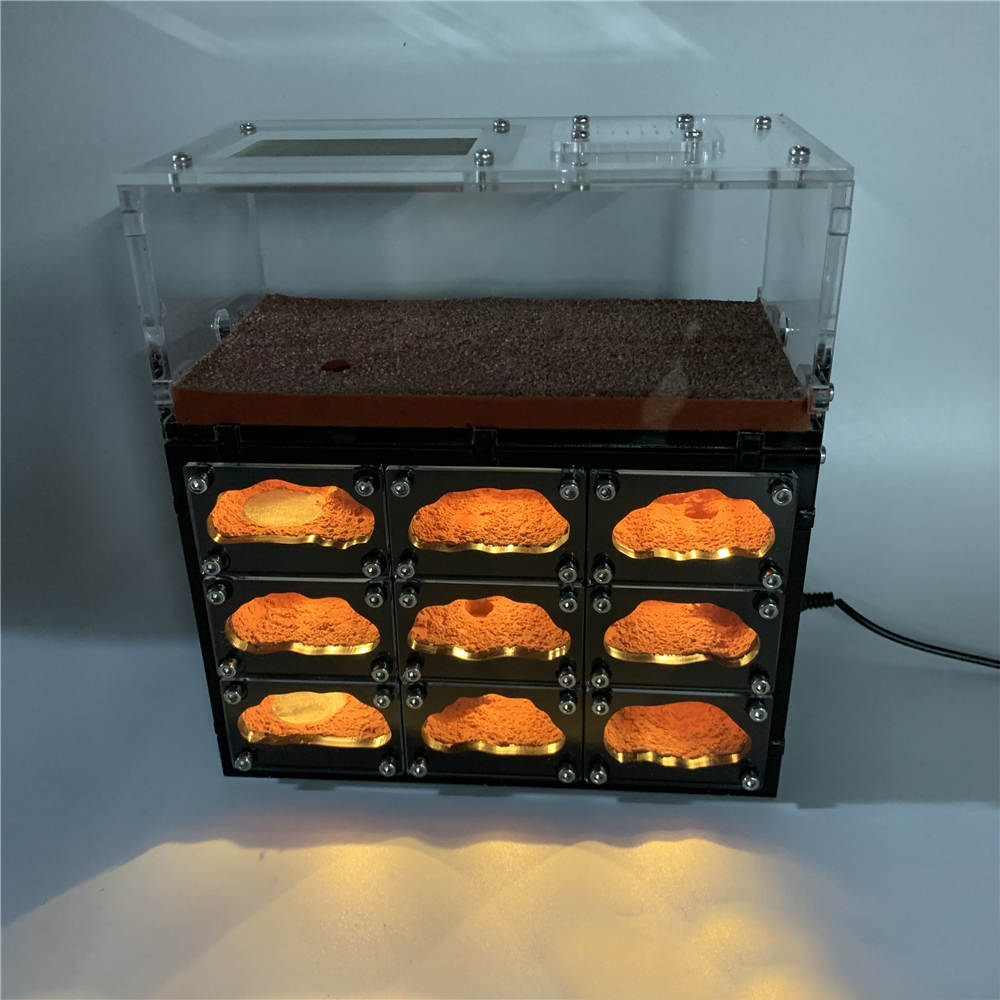 Hormiguero Con LED + Zona De Caza - Gran Formato