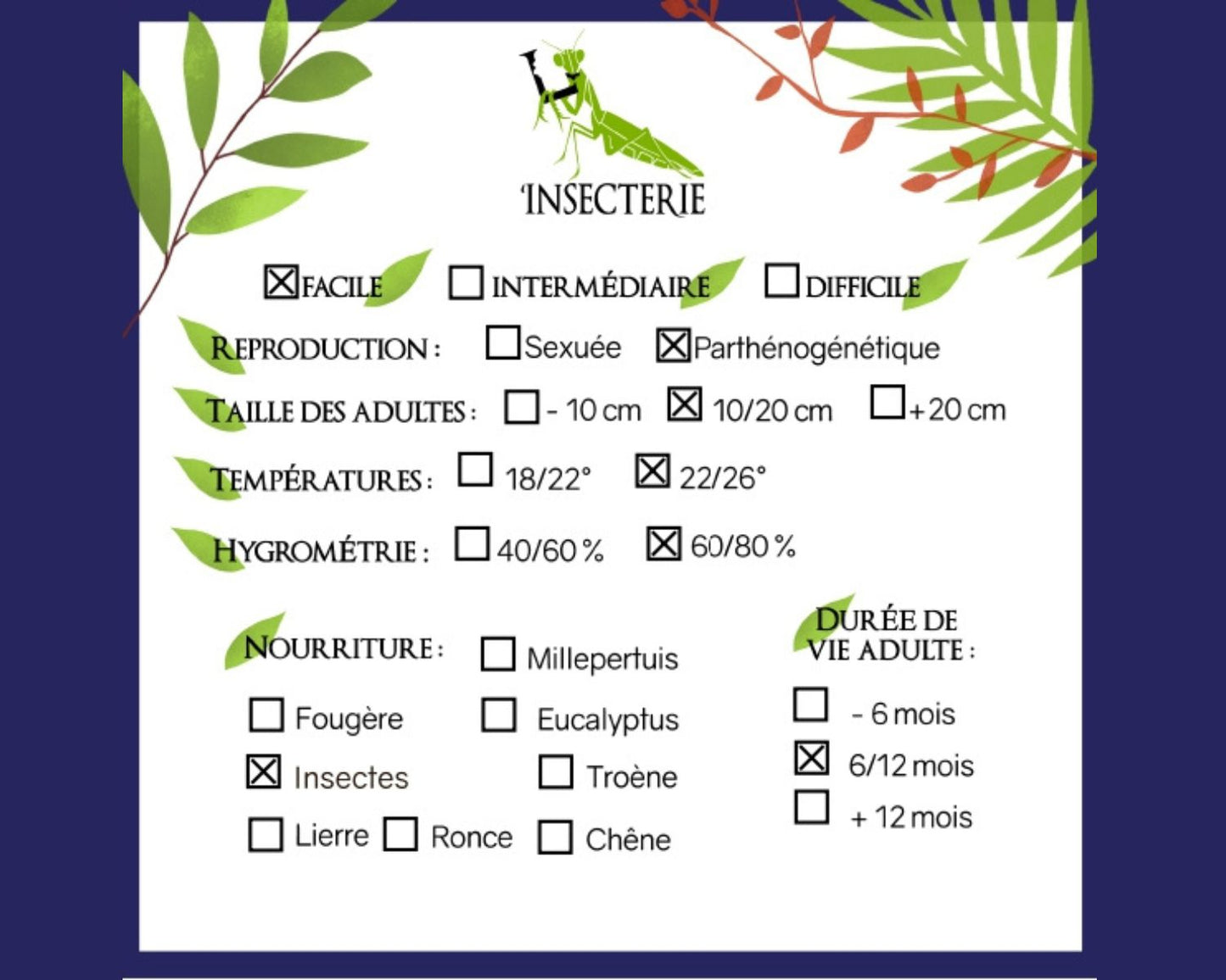 Mantis - Acontista mexicana