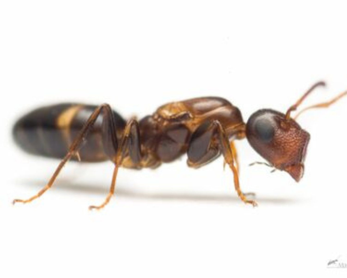 Acheter colonie de Colobopsis Truncata