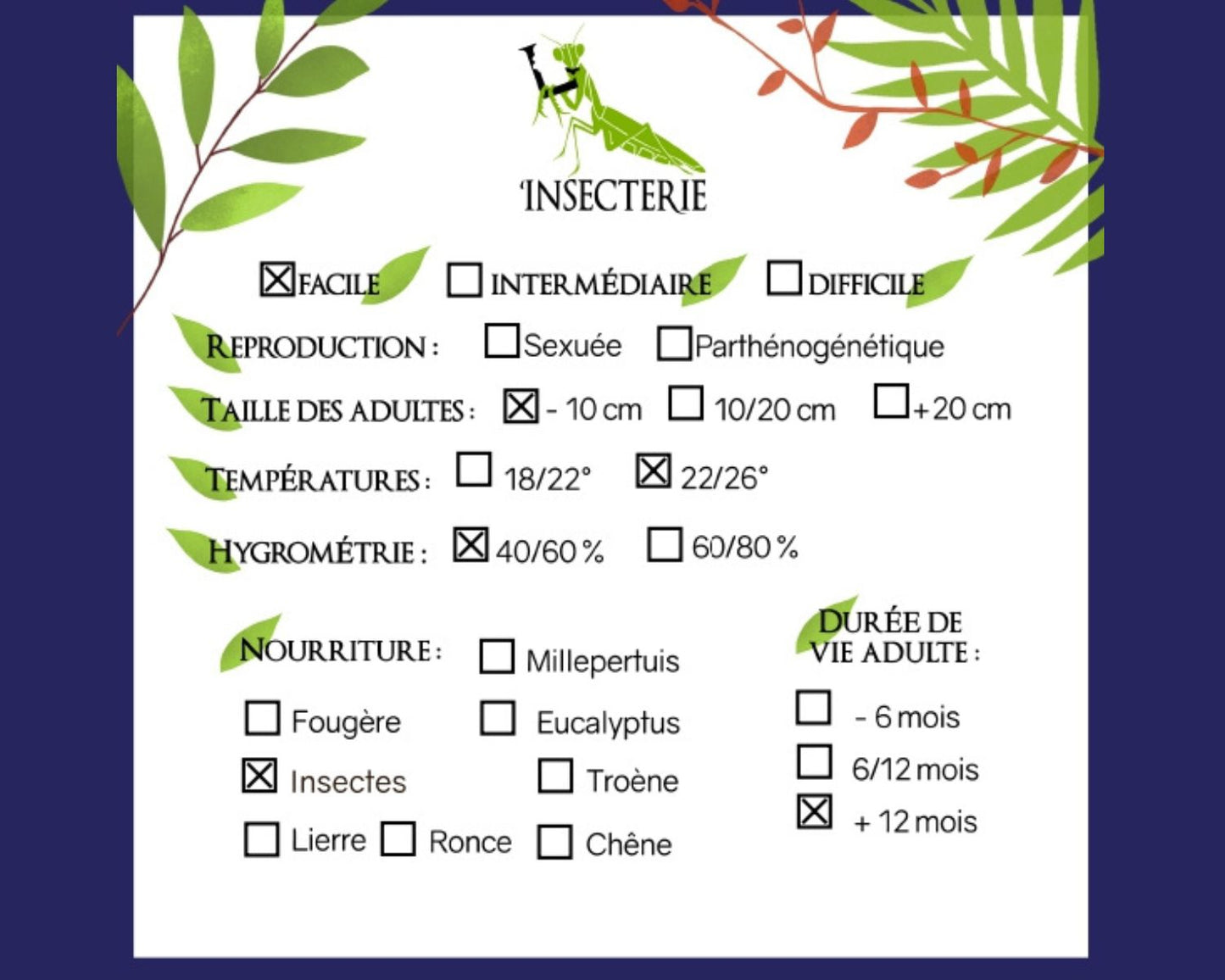Hormigas - Crematogaster scutellaris