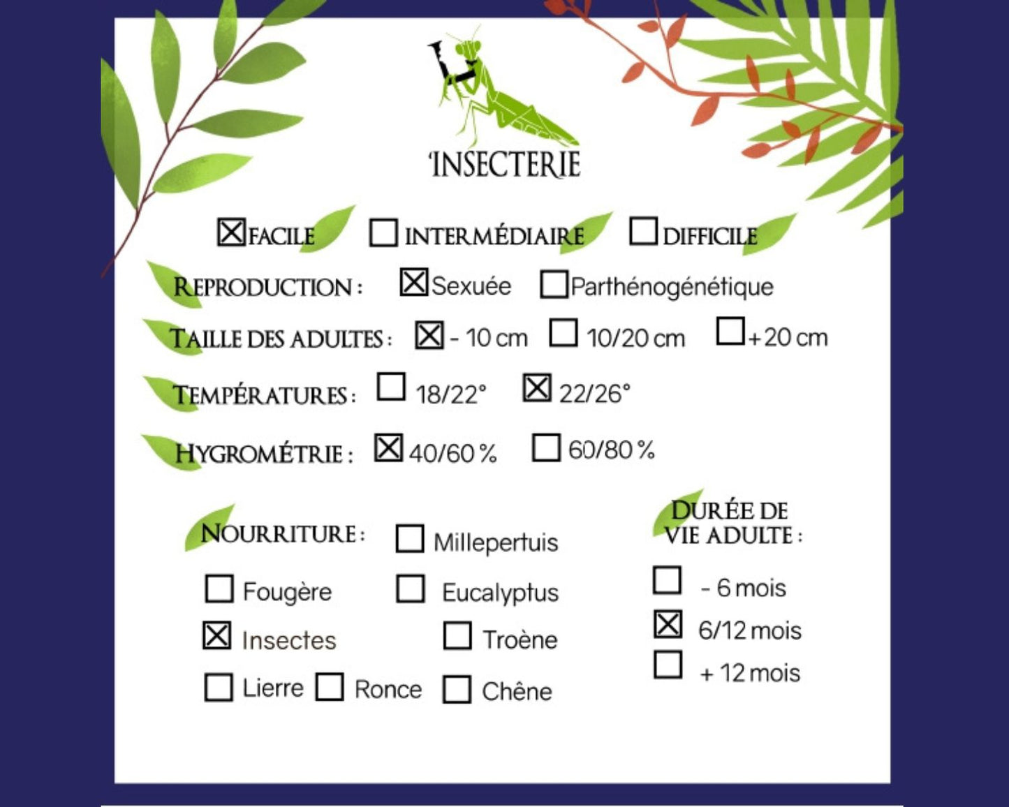 Mantis - Hierodula membranacea