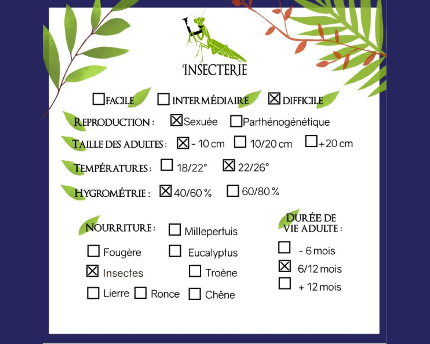 Mantis - Omomantis zebrata