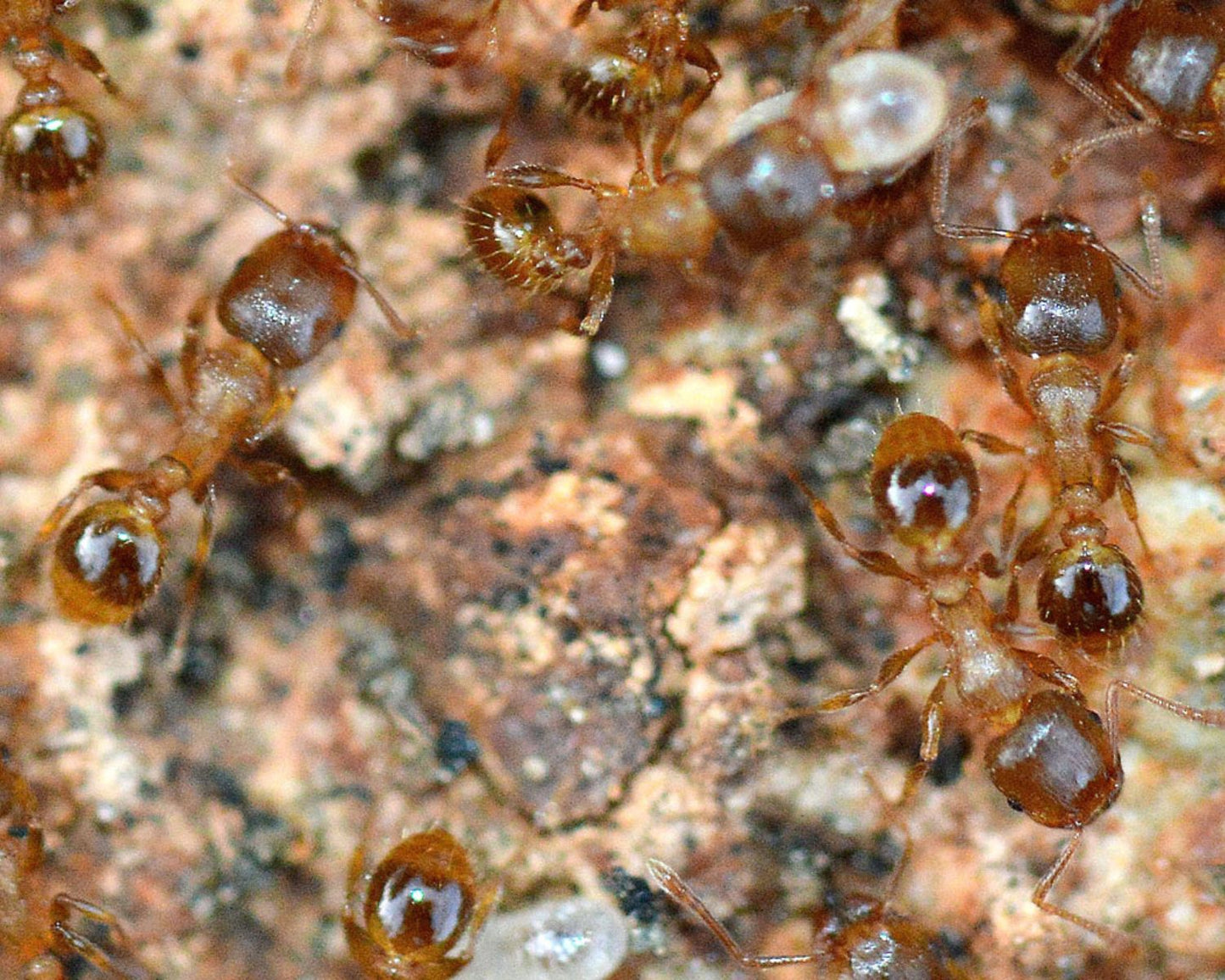 Fourmis Tetramorium Méridionale