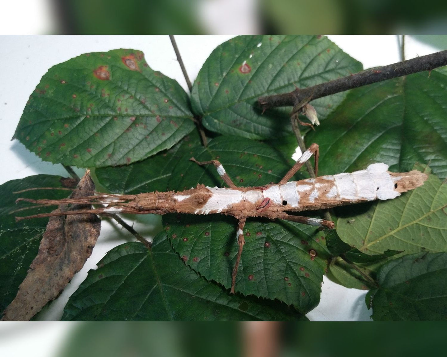 Fásmido - Hypocyrtus scythrus