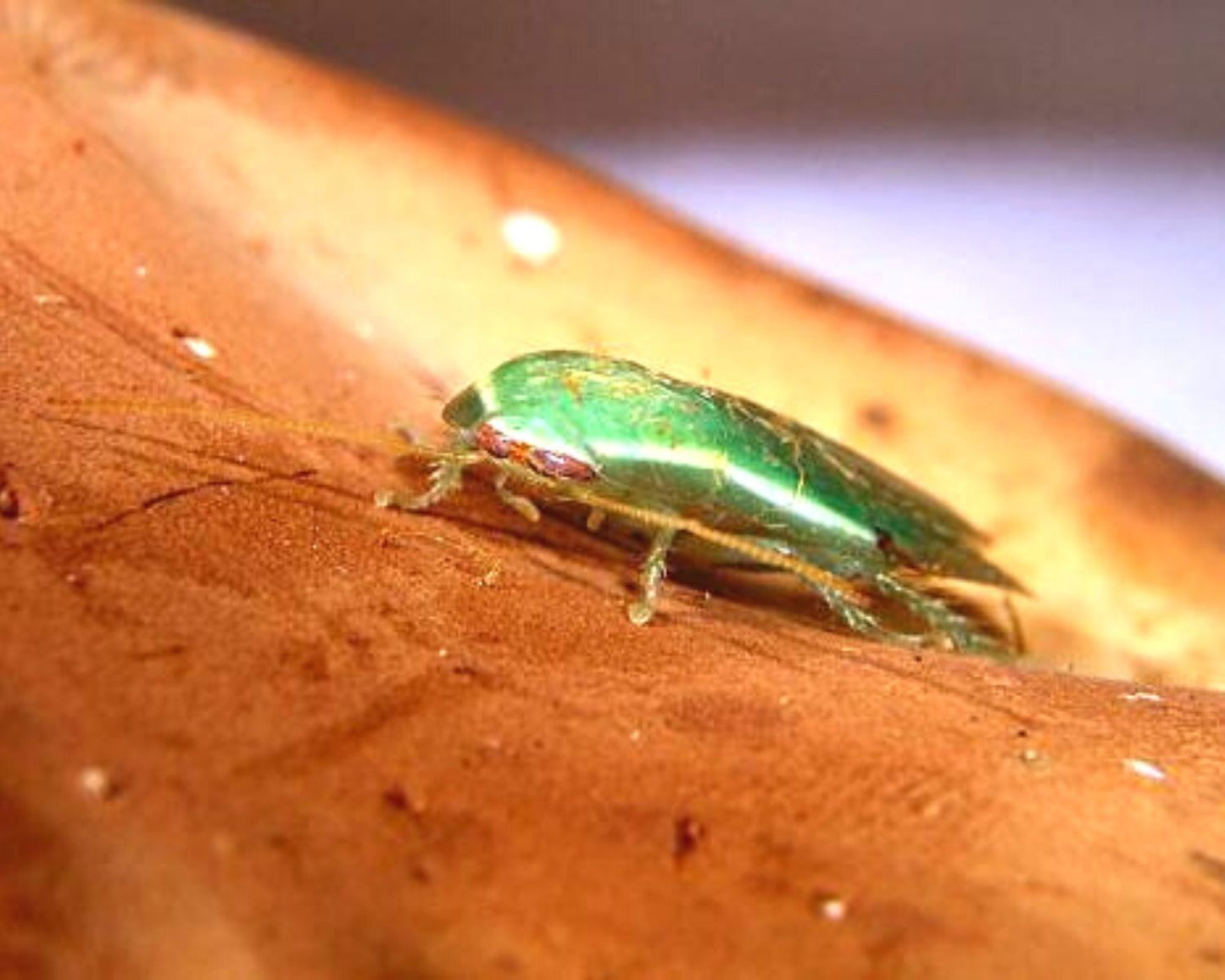 Cucarachas - Panchlora nivea