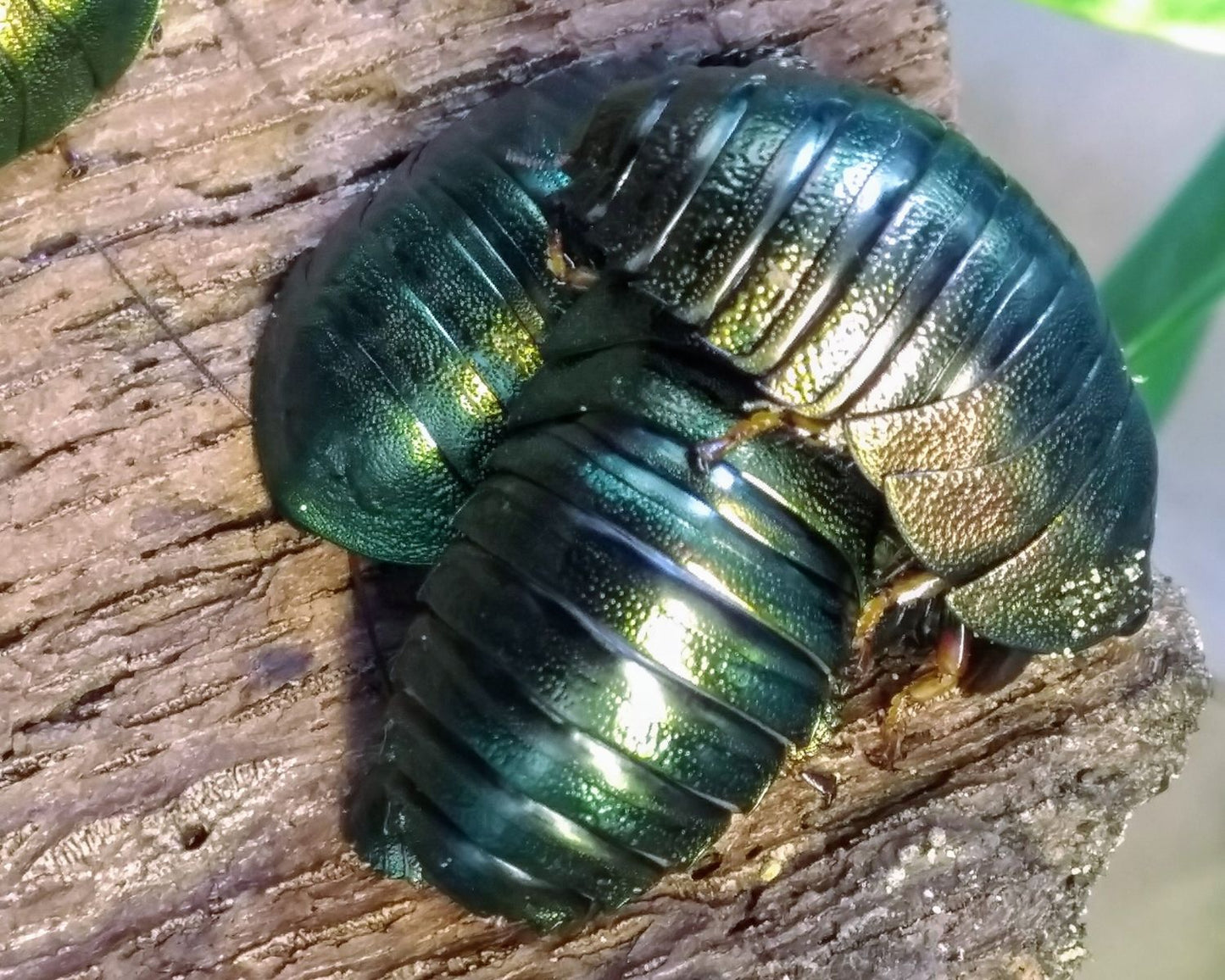 Cucaracha - Pseudoglomeris Magnifica