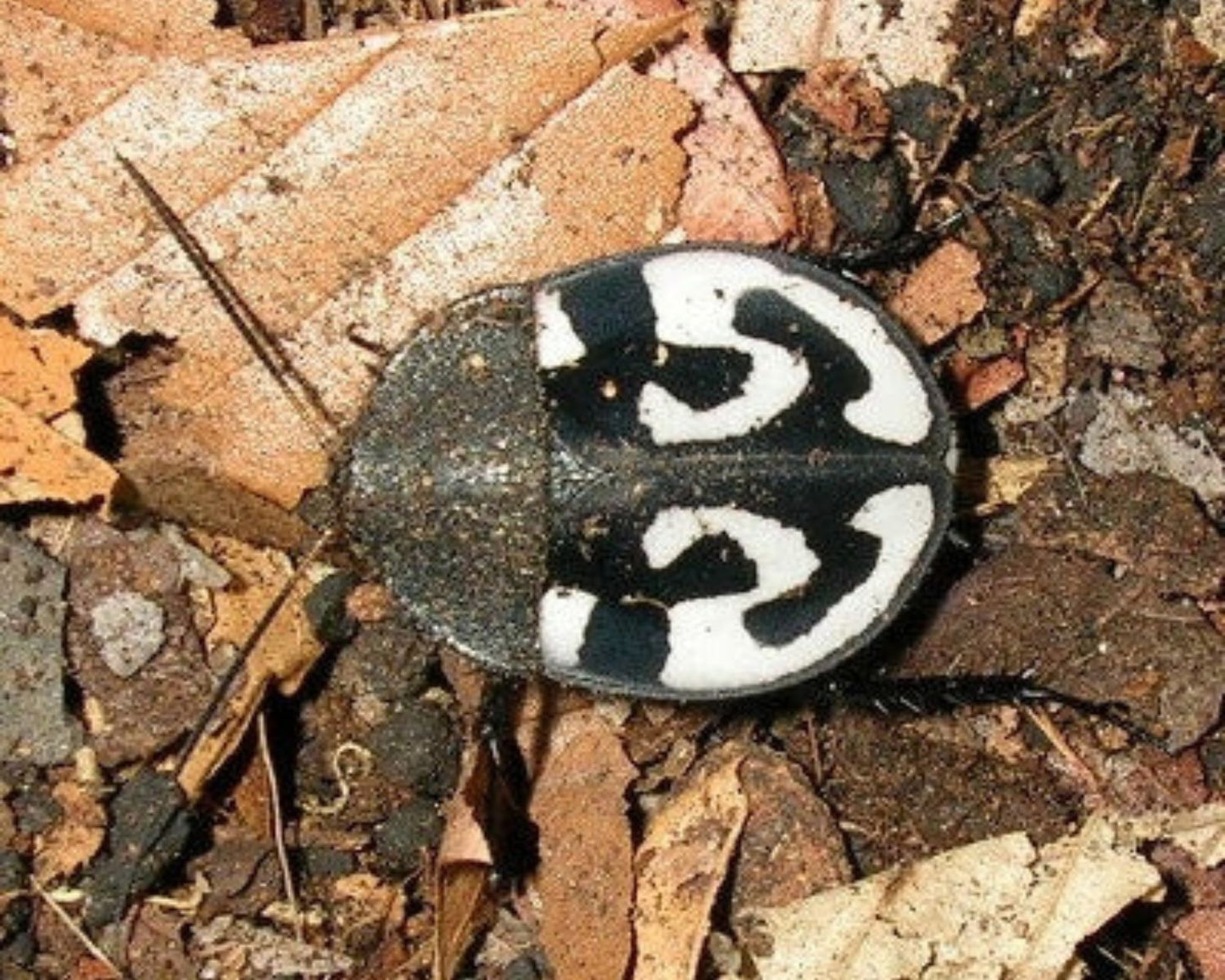 Cucarachas - Therea Olegrandjeani