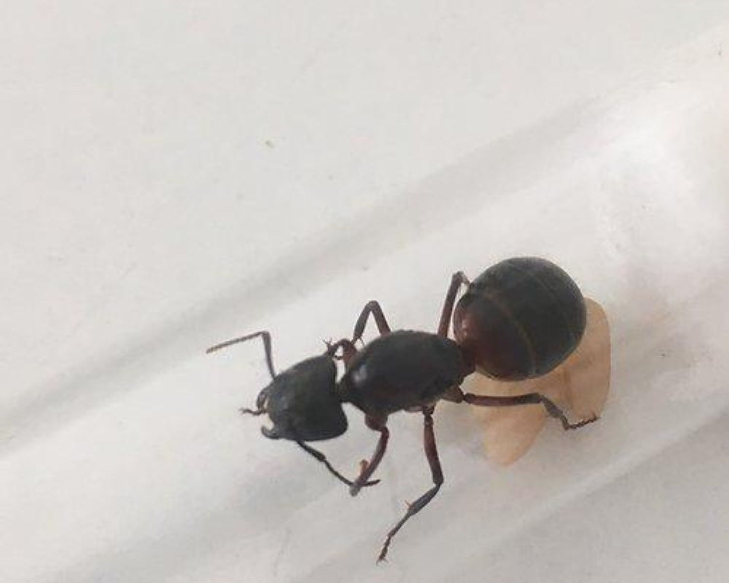 Elevage fourmis Camponotus ligniperda
