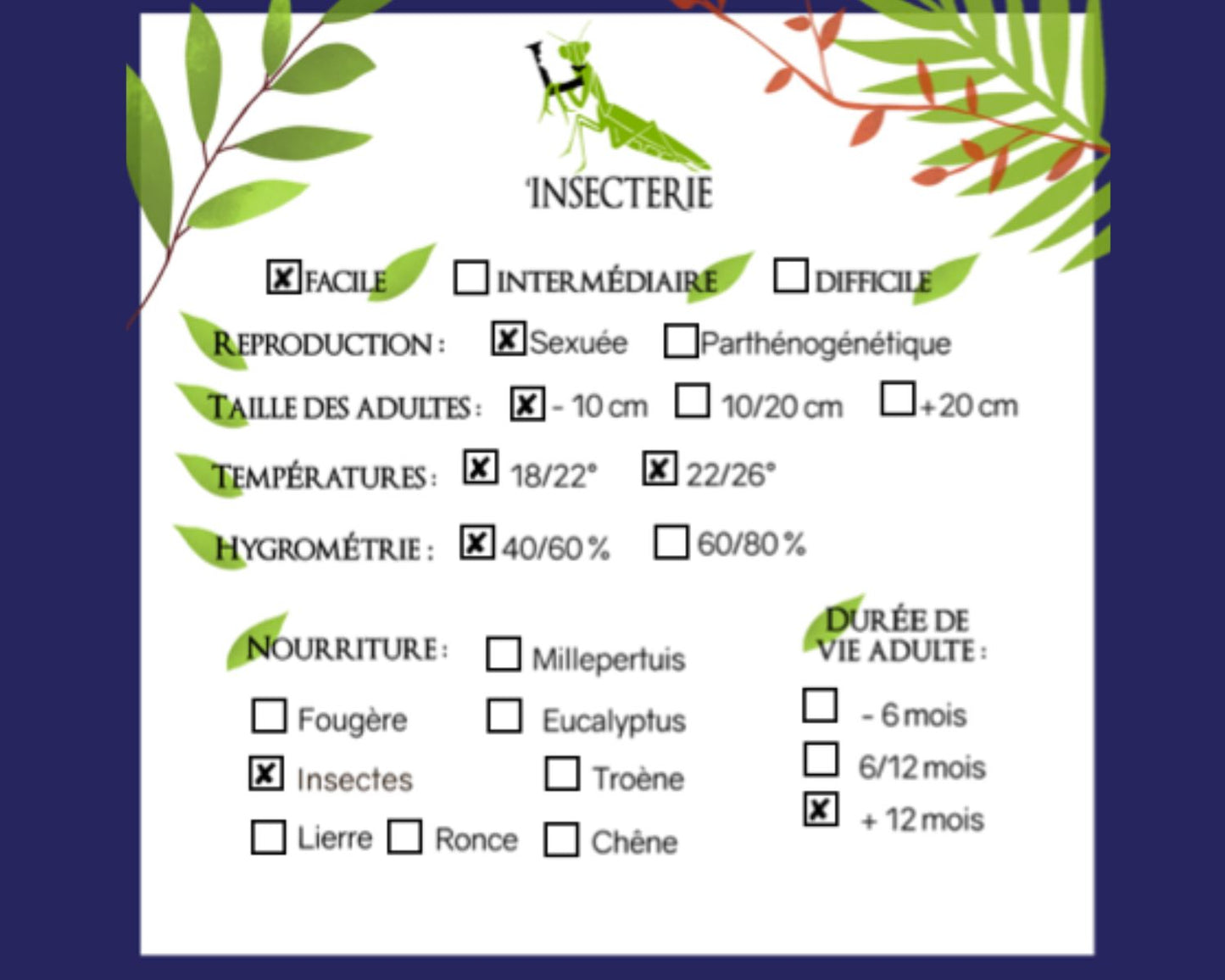 Elevage fourmis Lasiusgrandis