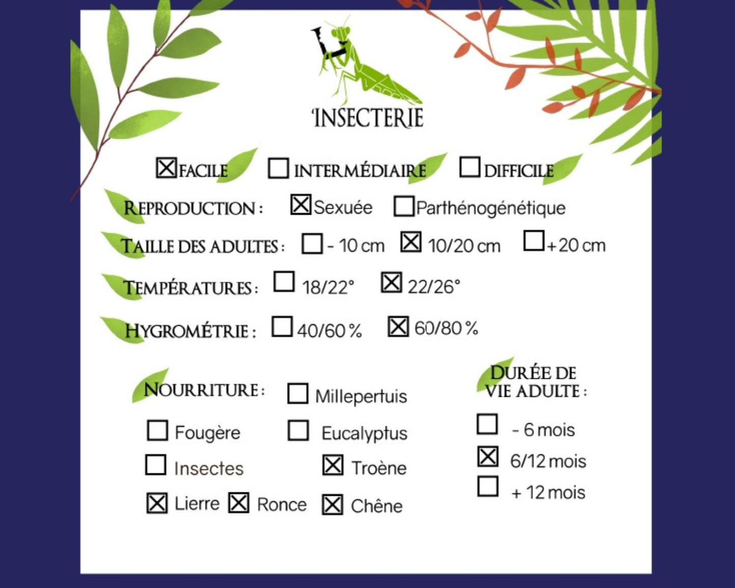 Fásmidos - Medauroidea sp