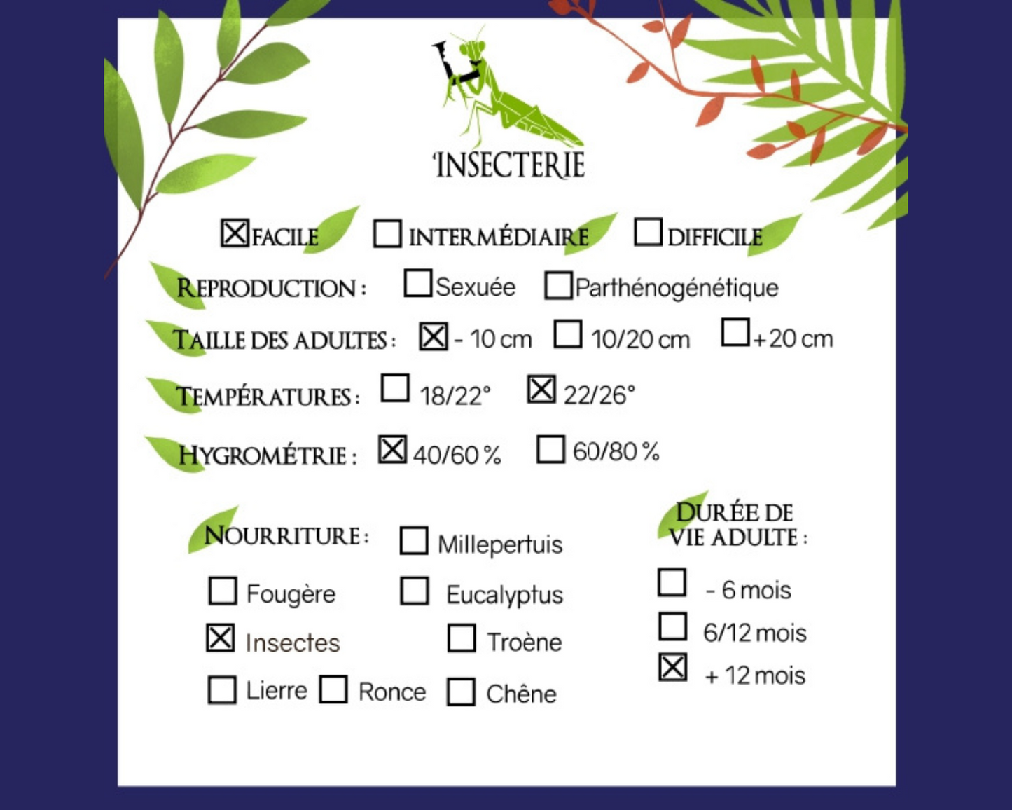 Colonie fourmis messor barbarus en vente