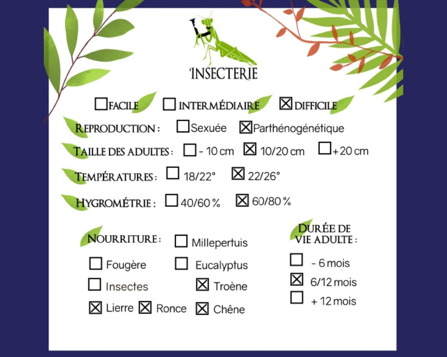 Fasmido - Diapherodes gigantea