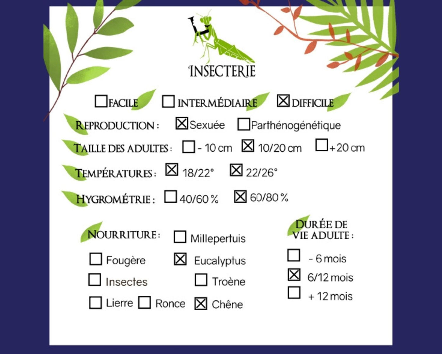 Fásmidos - Periphetes forcipatus