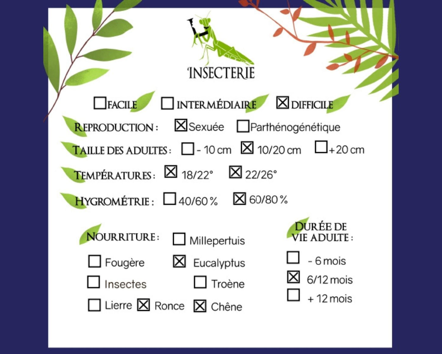 Fásmido - Anchiale briareus