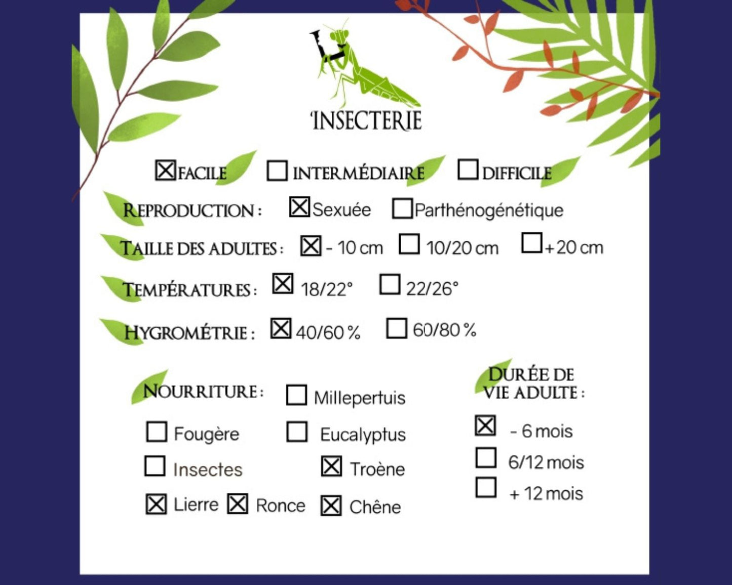 Fásmidos - Asystata sp "Quezon