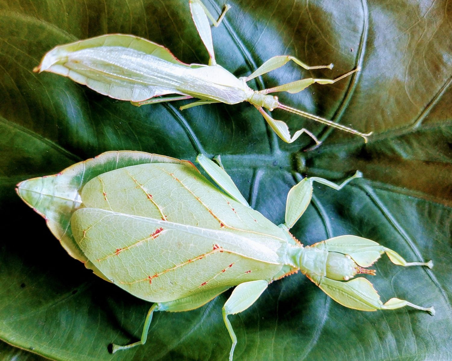 Fásmidos - Phyllium letiranti