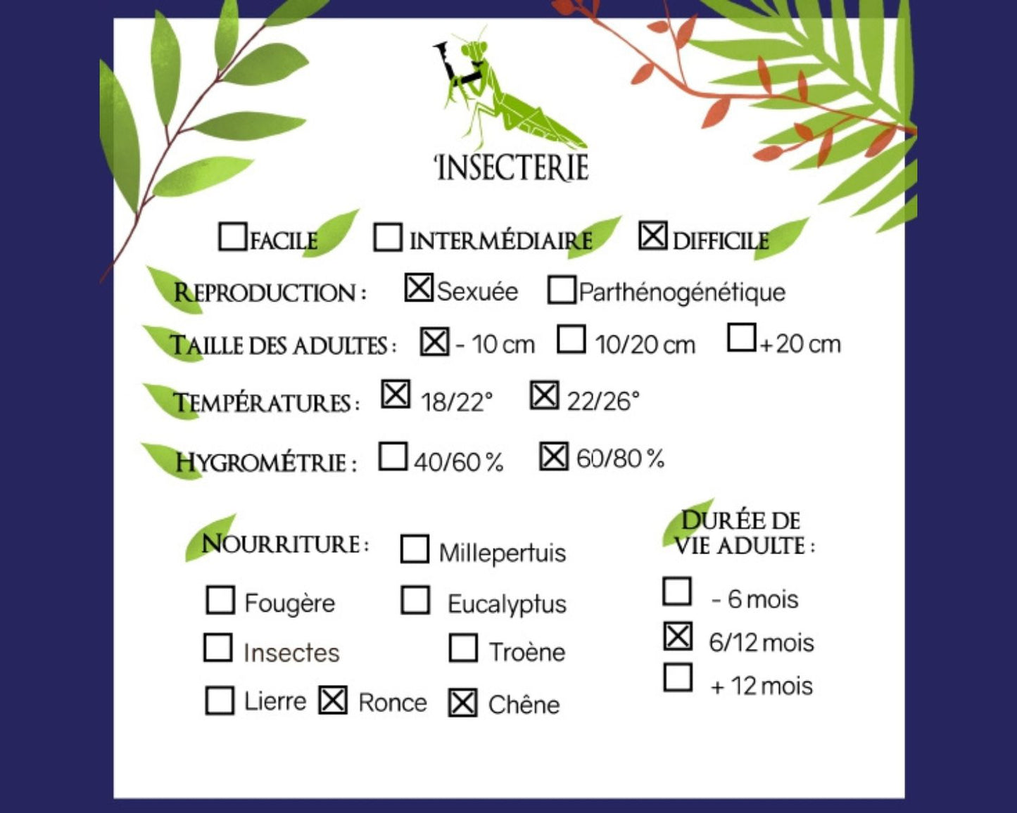 Fásmido hoja - Phyllium ericoriai