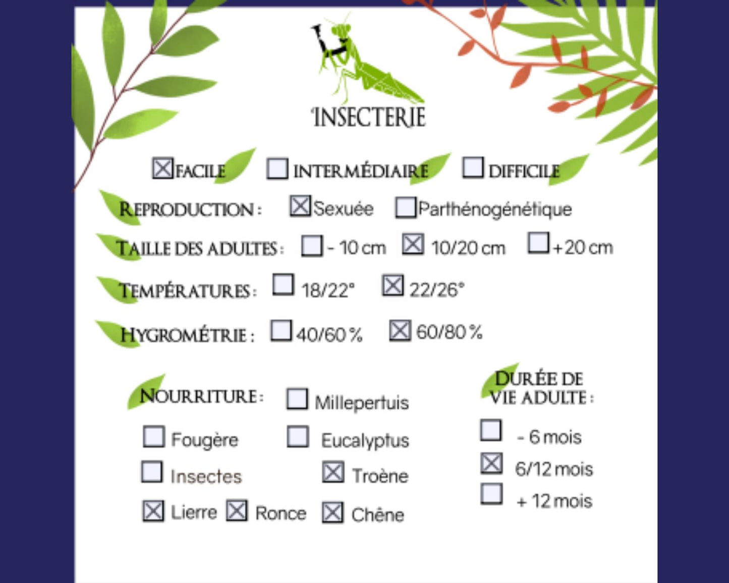 Fásmido  - Trachyaretaon carmelae