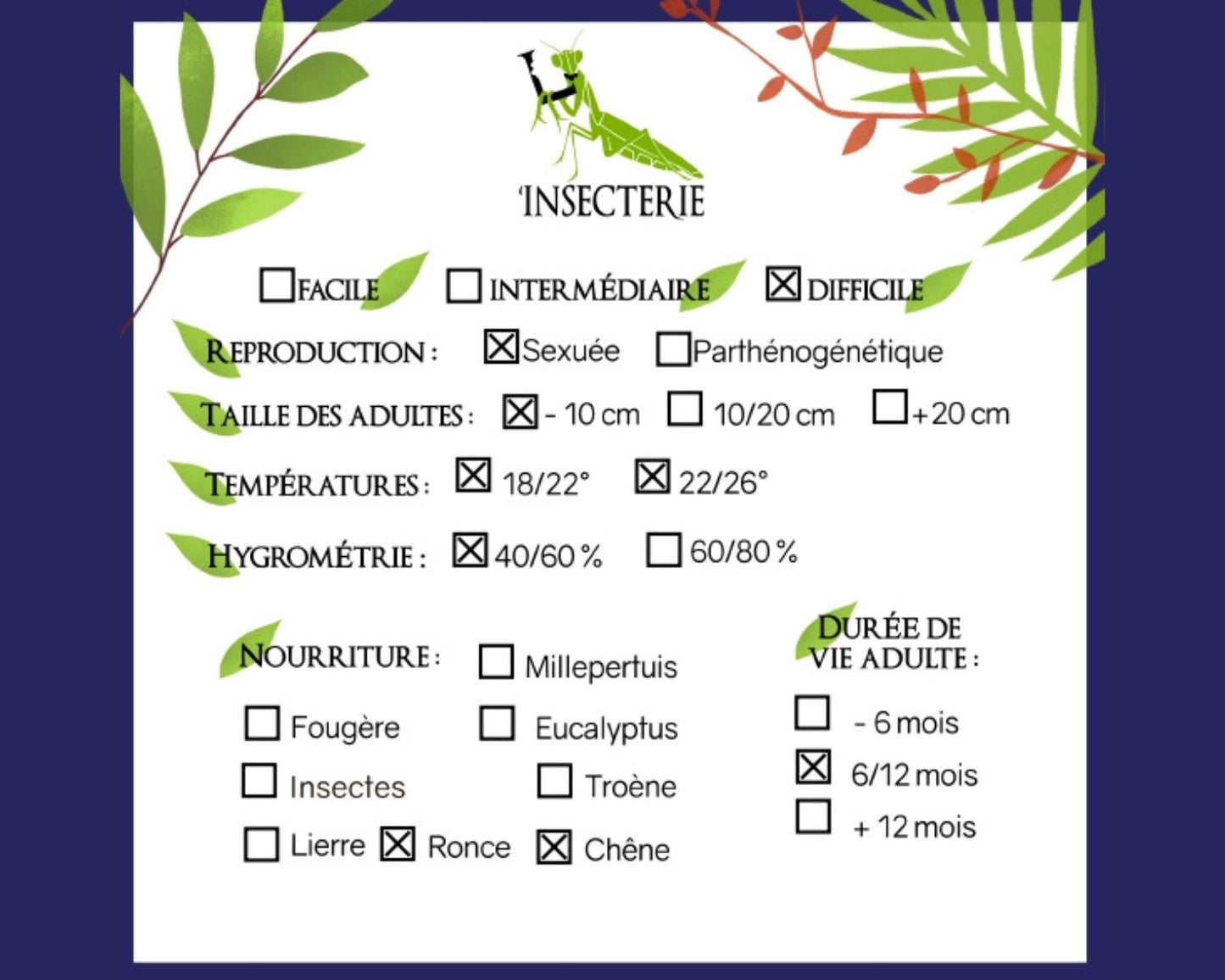 Fásmidos - Phyllium hausleithneri