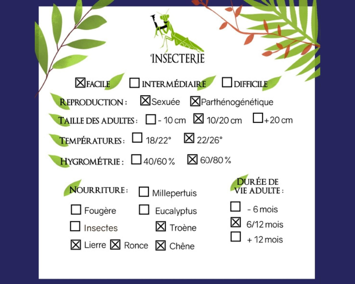 Fásmido - Sipyloidea Biplagiata