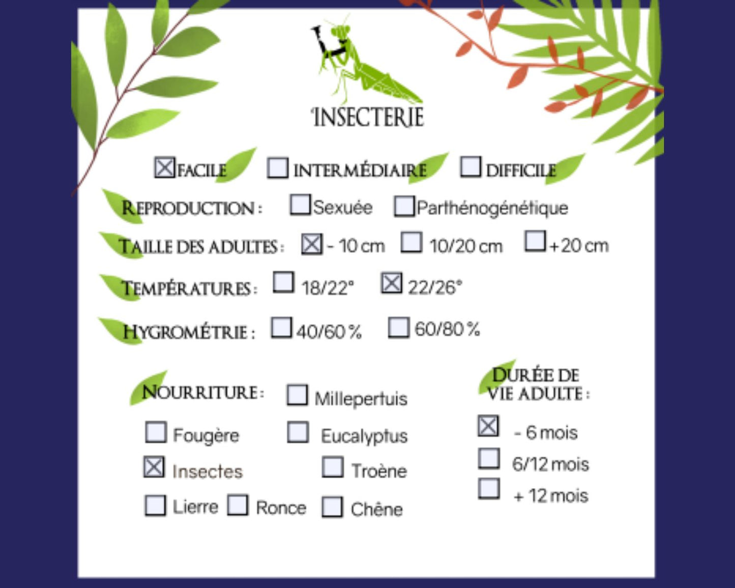 Redúvidos - Platymeris Guttatipennis