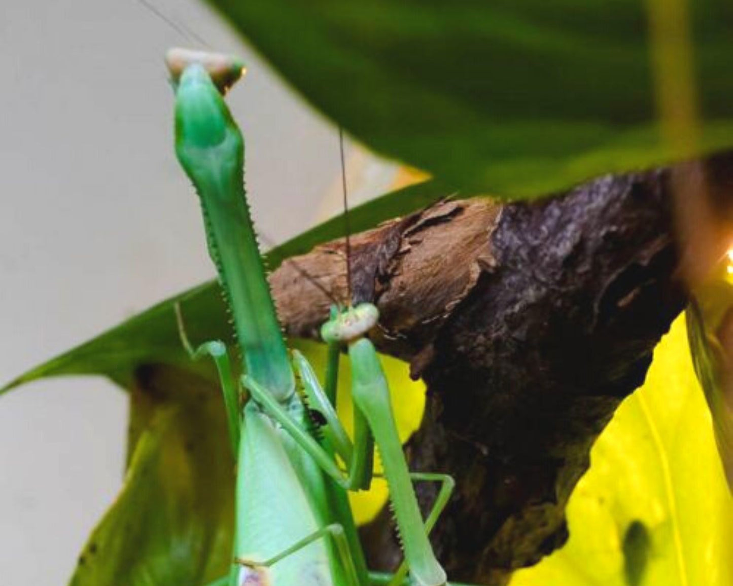 Mantis - Stagmatoptera biocellata